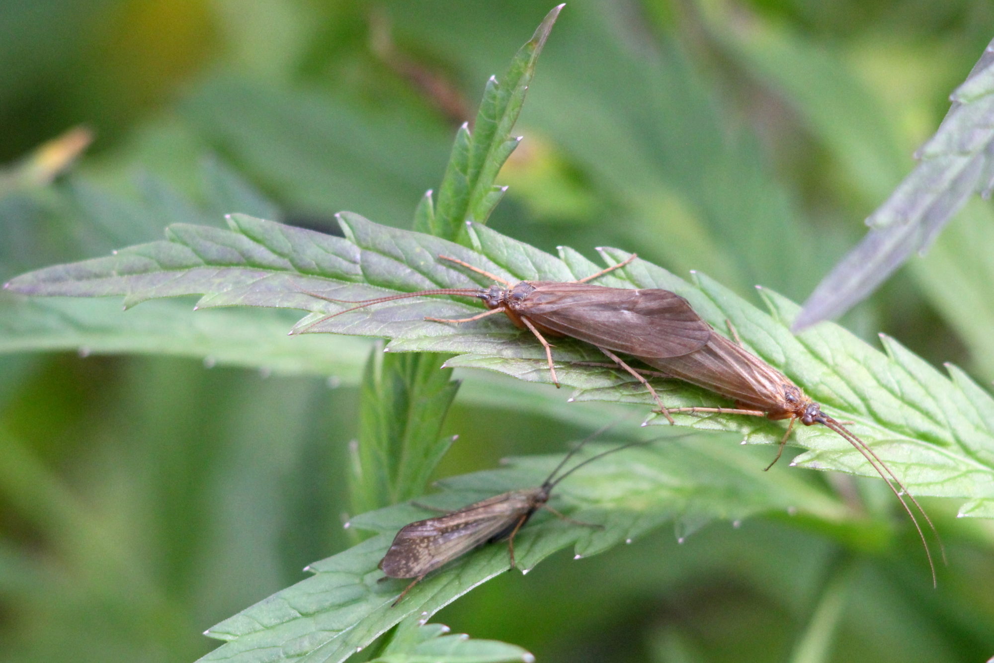 Valokuvaaja: Kaarlo Asikainen