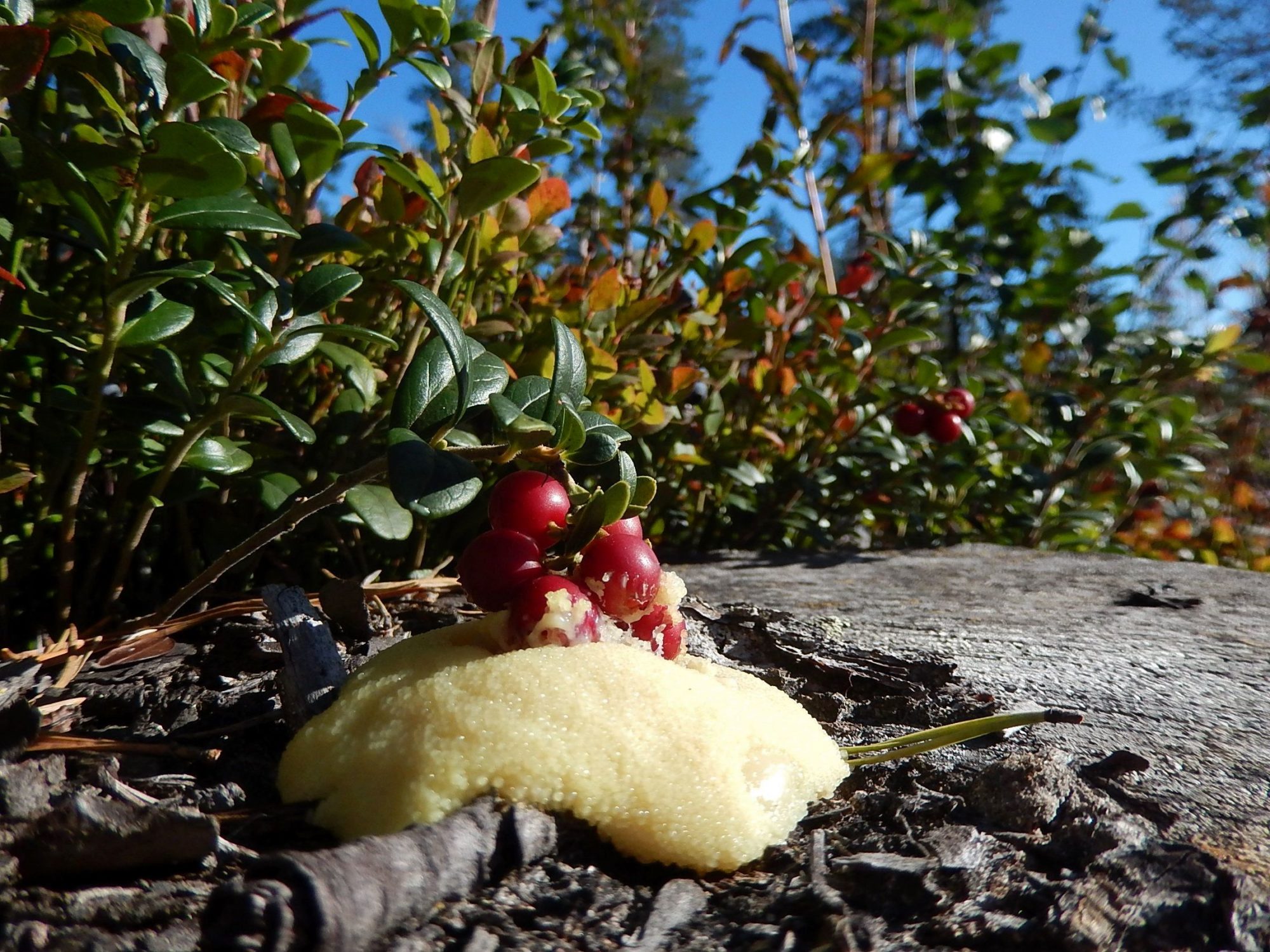 Valokuvaaja: Pirkko Siukonen