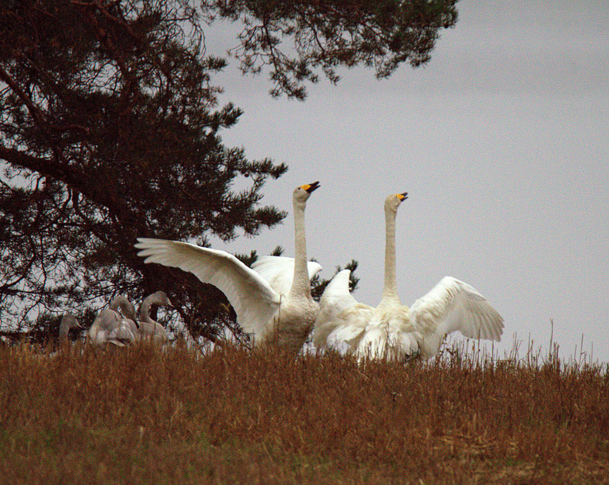 Valokuvaaja: sirpa jyske