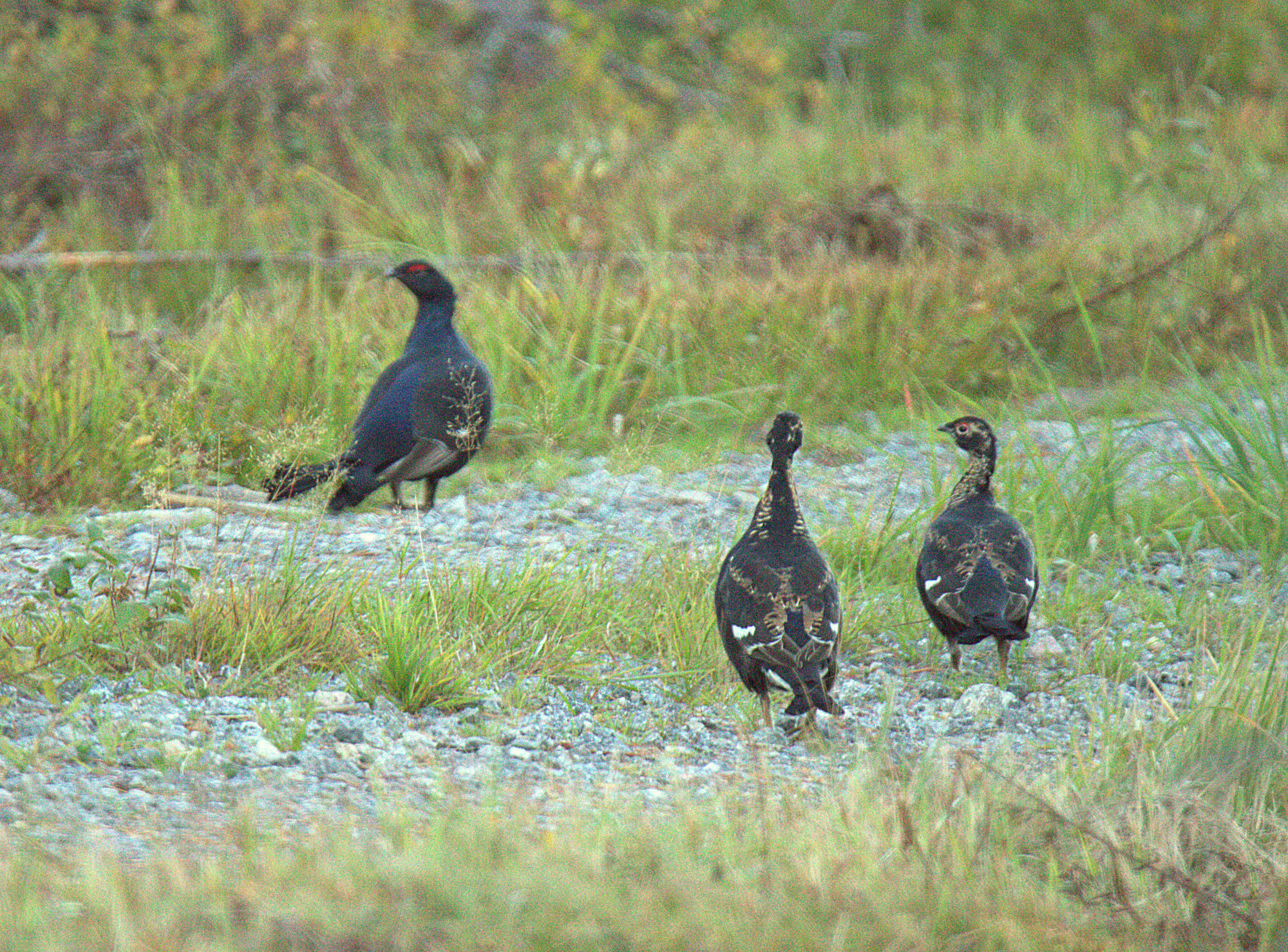 Valokuvaaja: sirpa Jyske