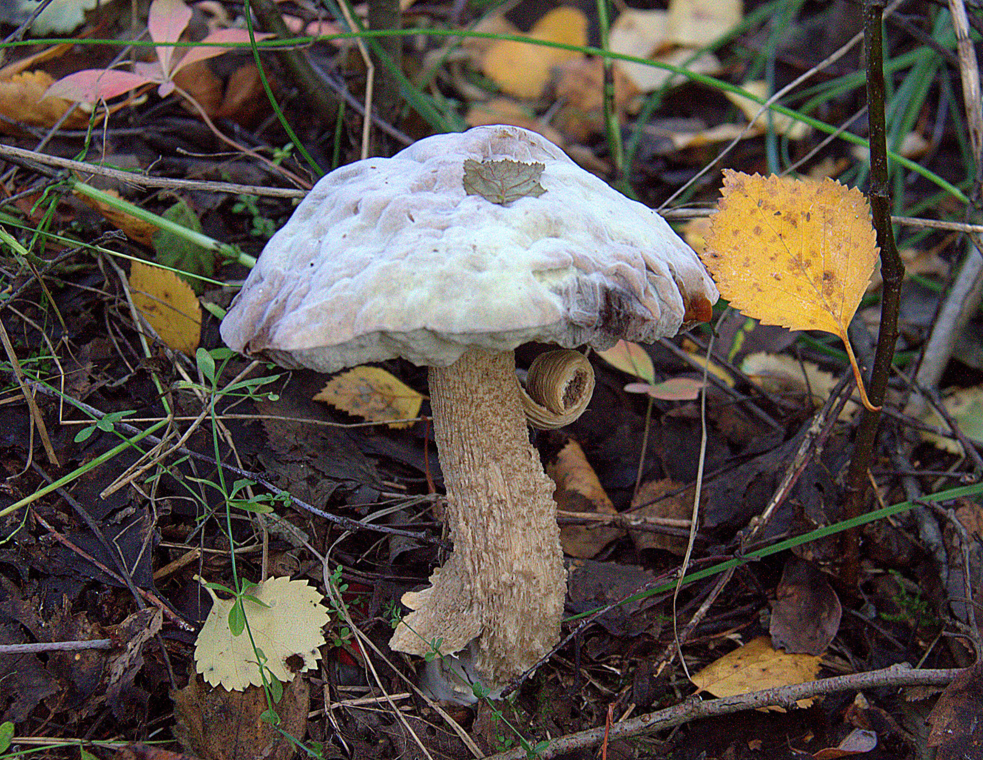 Valokuvaaja: sirpa Jyske