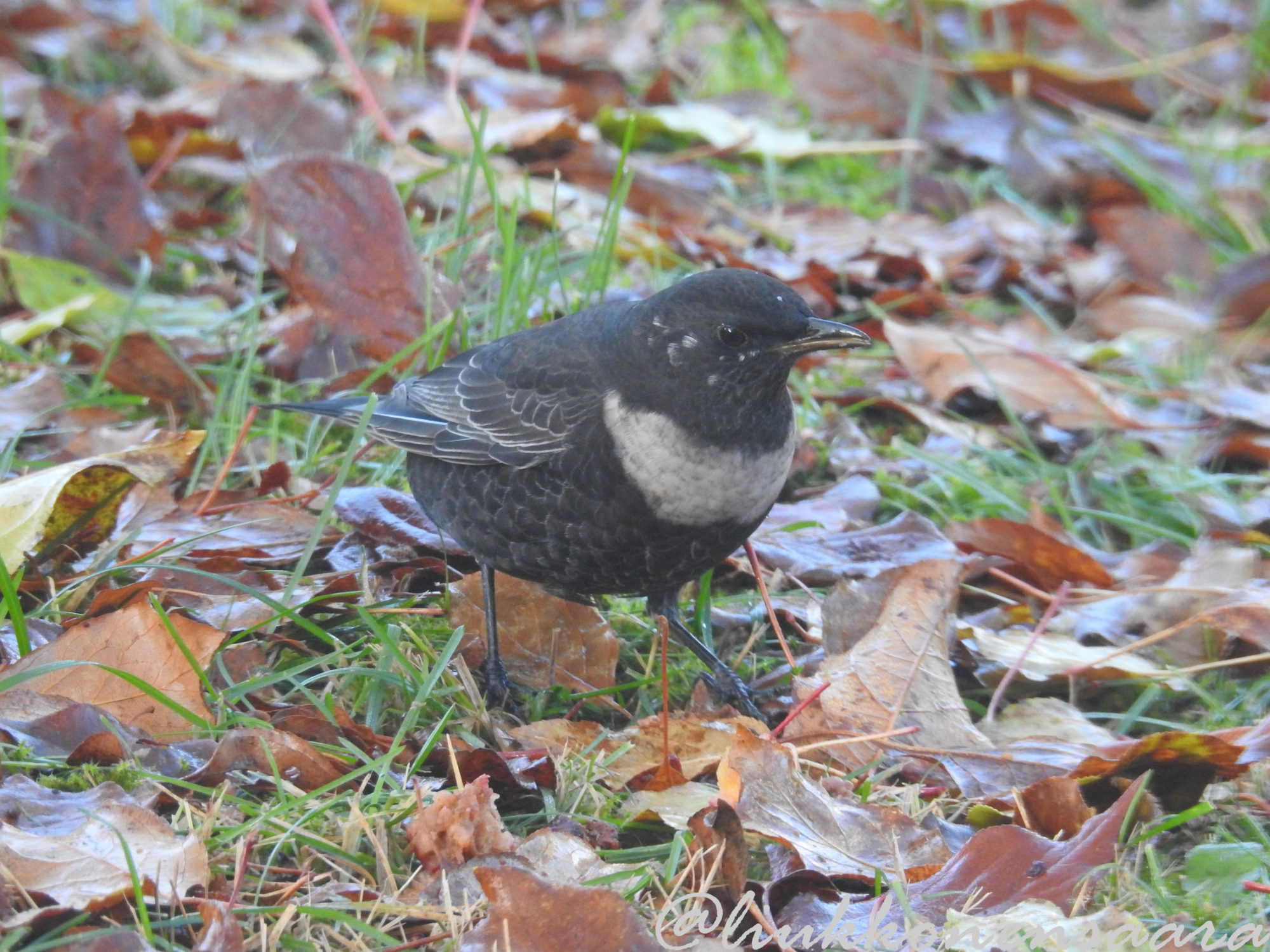 Valokuvaaja: Saara Liukkonen Valokuvaaja: Saara Liukkonen