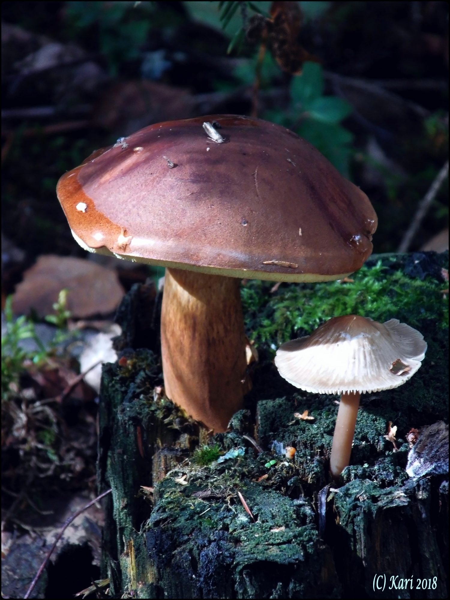 Valokuvaaja: Kari Saarinen