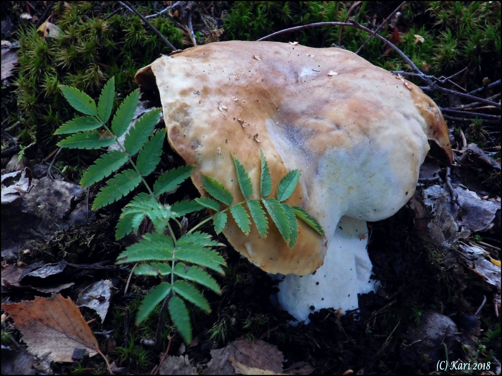 Valokuvaaja: Kari Saarinen Valokuvaaja: Kari Saarinen