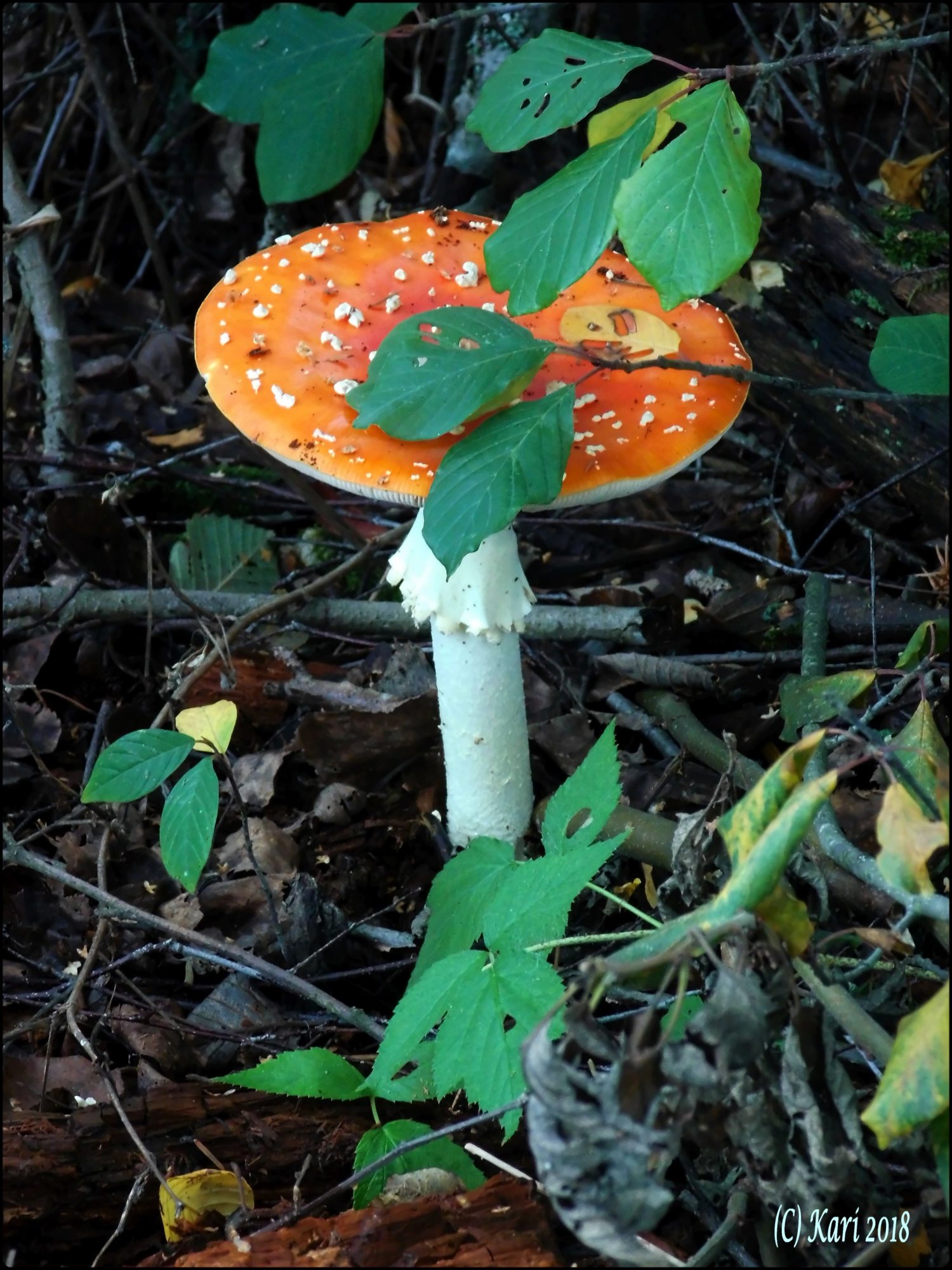 Valokuvaaja: Kari Saarinen Valokuvaaja: Kari Saarinen