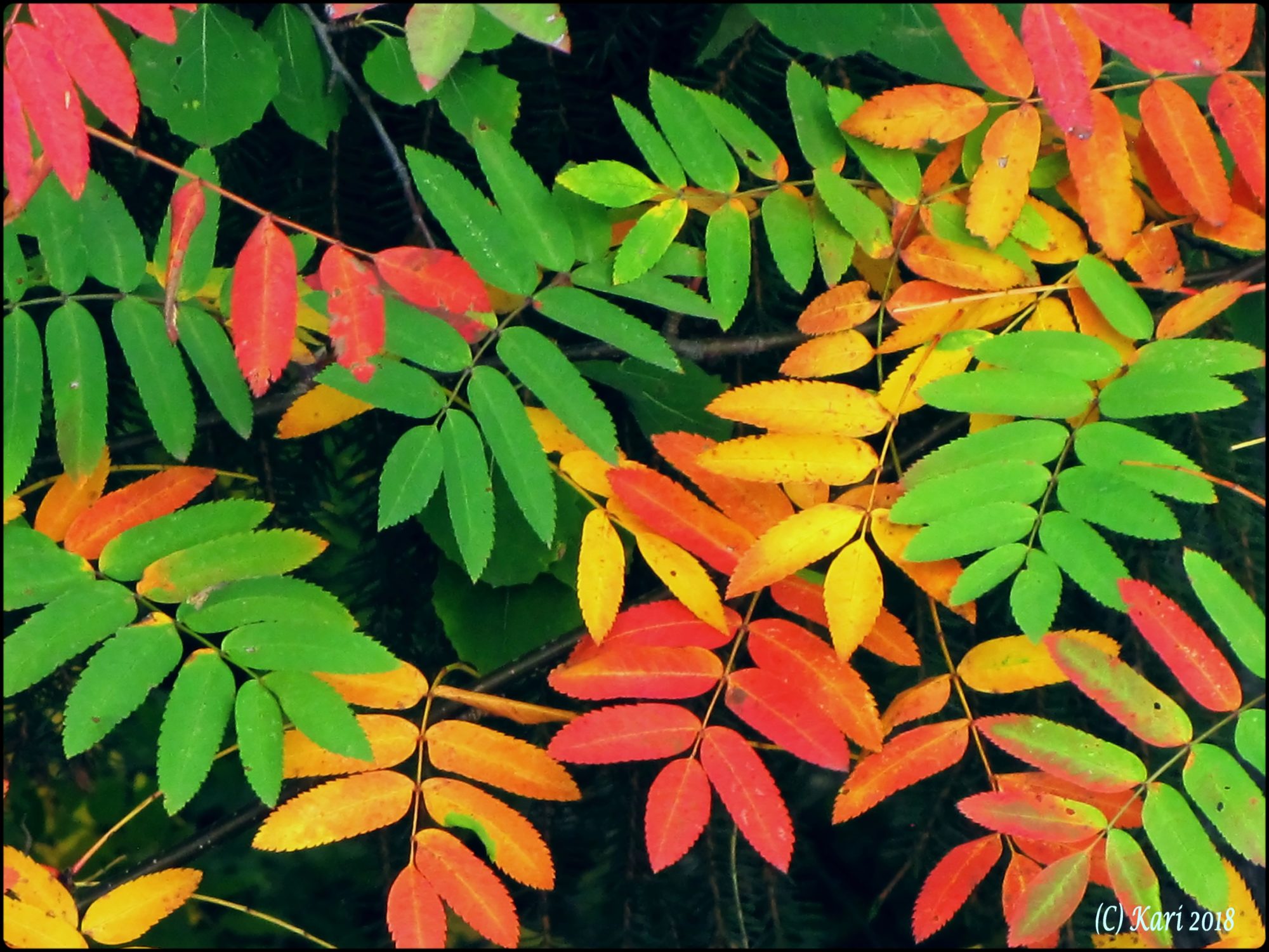 Valokuvaaja: Kari Saarinen