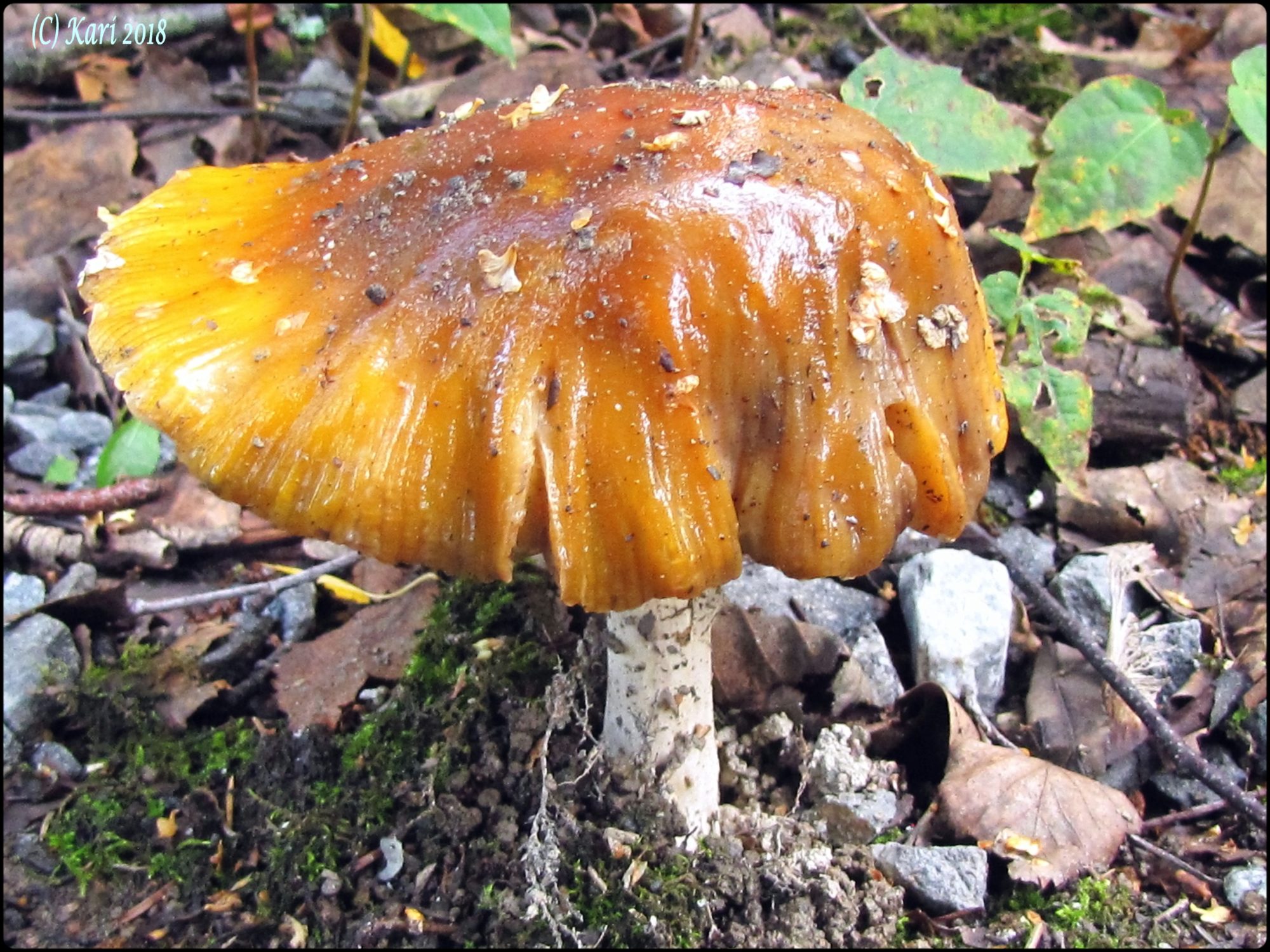 Valokuvaaja: Kari Saarinen