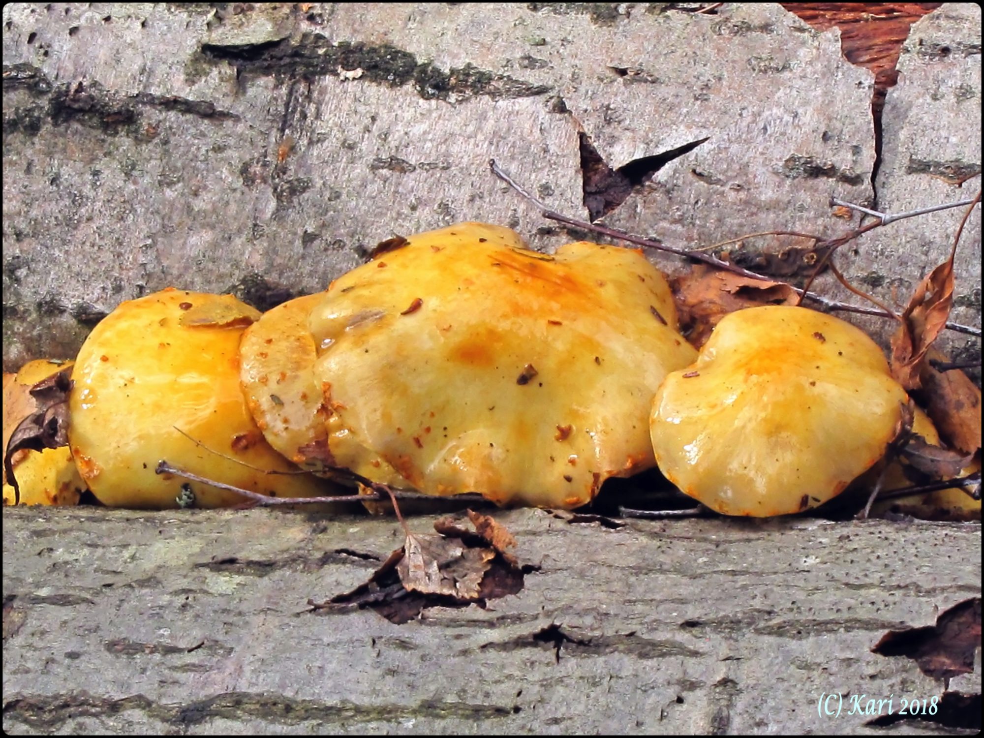 Valokuvaaja: Kari Saarinen