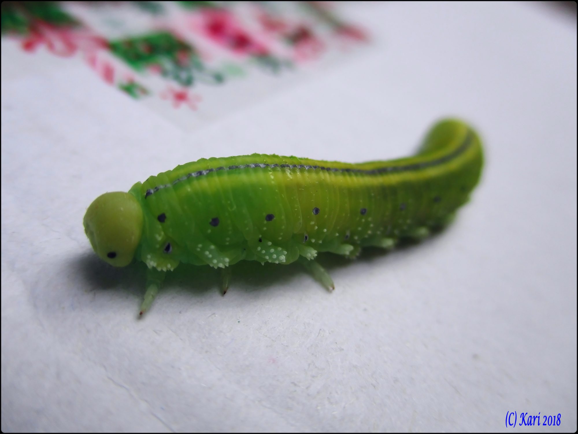 Valokuvaaja: Kari Saarinen Valokuvaaja: Kari Saarinen