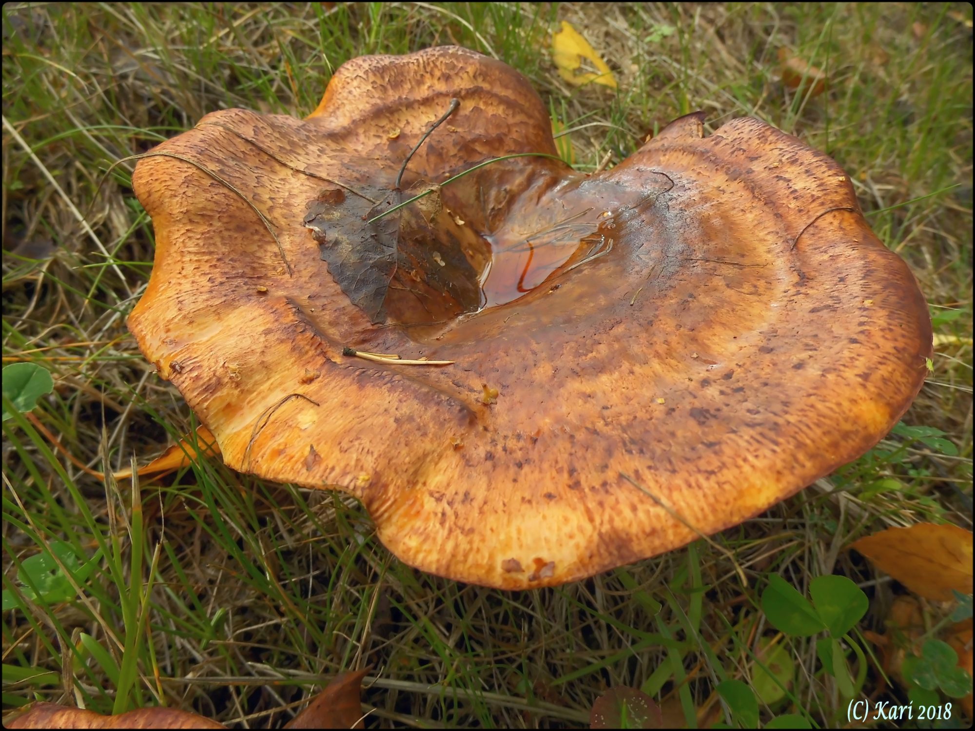 Valokuvaaja: Kari Saarinen