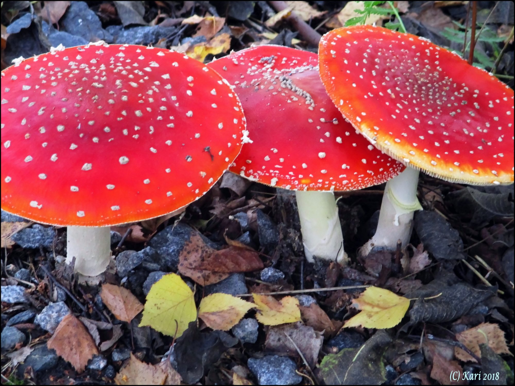 Valokuvaaja: Kari Saarinen