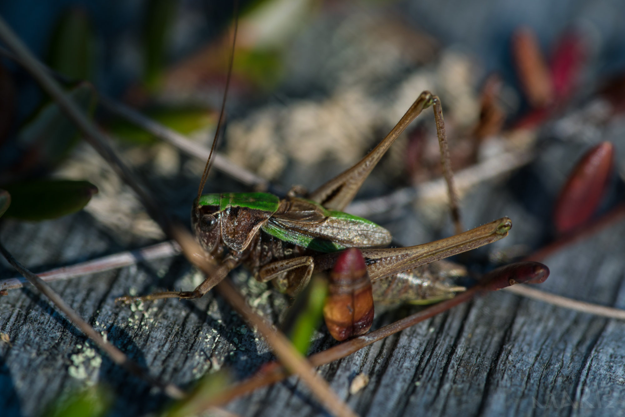 Valokuvaaja: Mari Mur