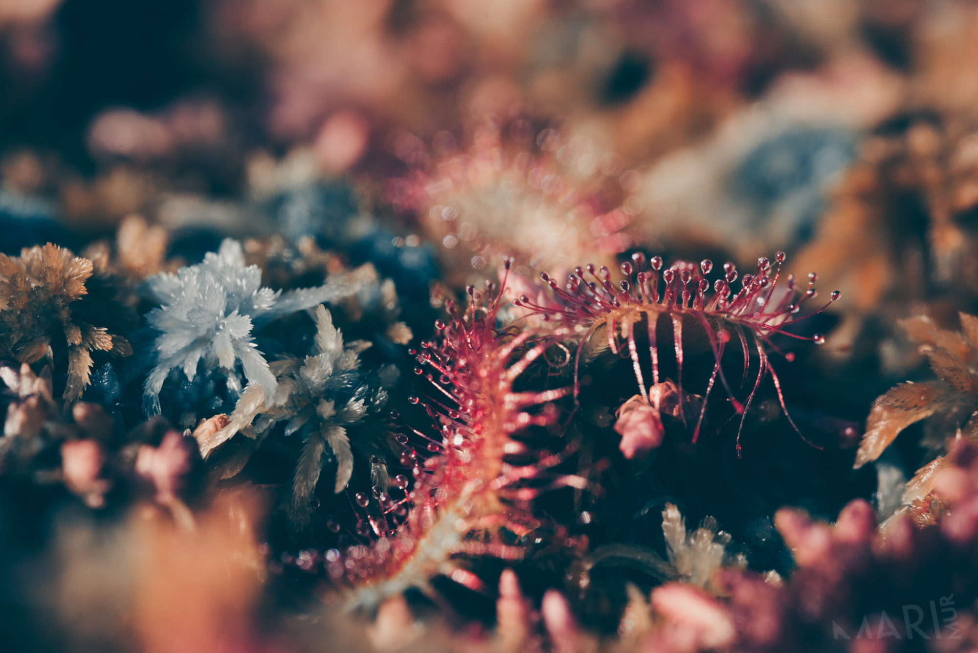 Valokuvaaja: Mari Mur