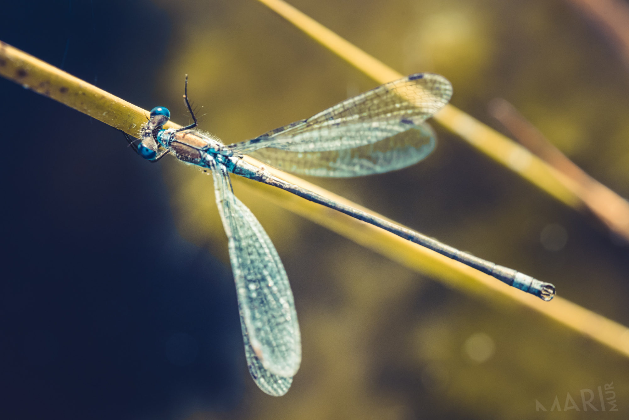 Valokuvaaja: Mari Mur