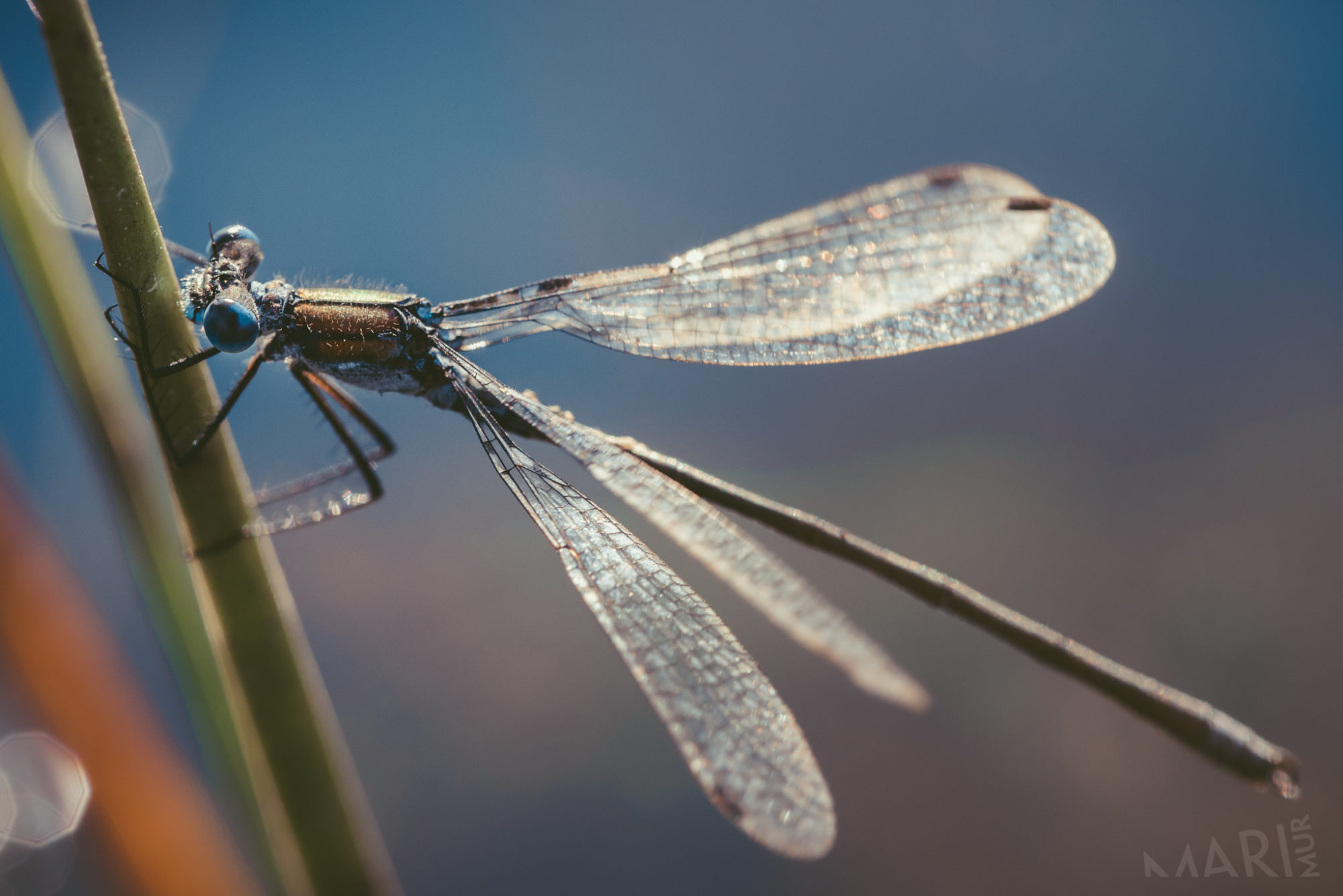 Valokuvaaja: Mari Mur