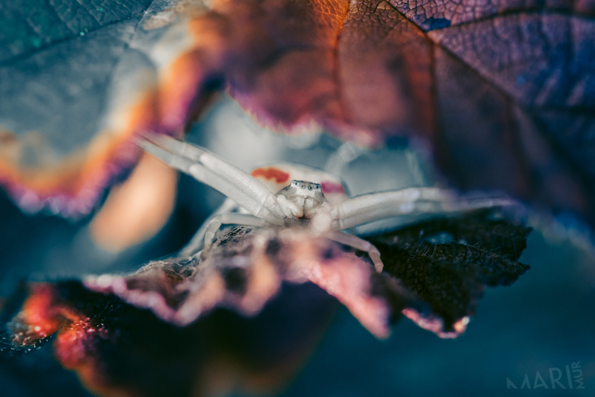 Valokuvaaja: Mari Mur