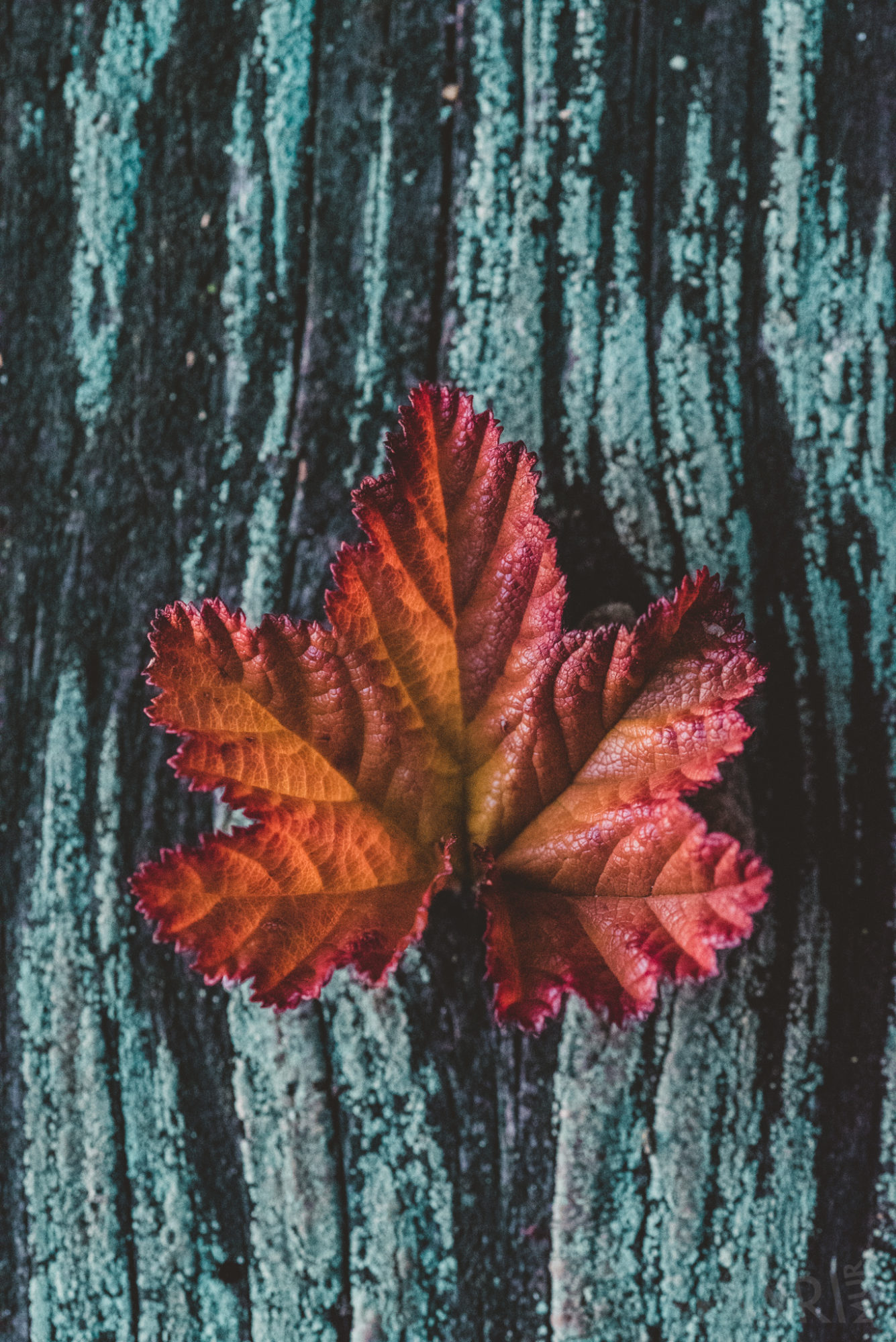 Valokuvaaja: Mari Mur