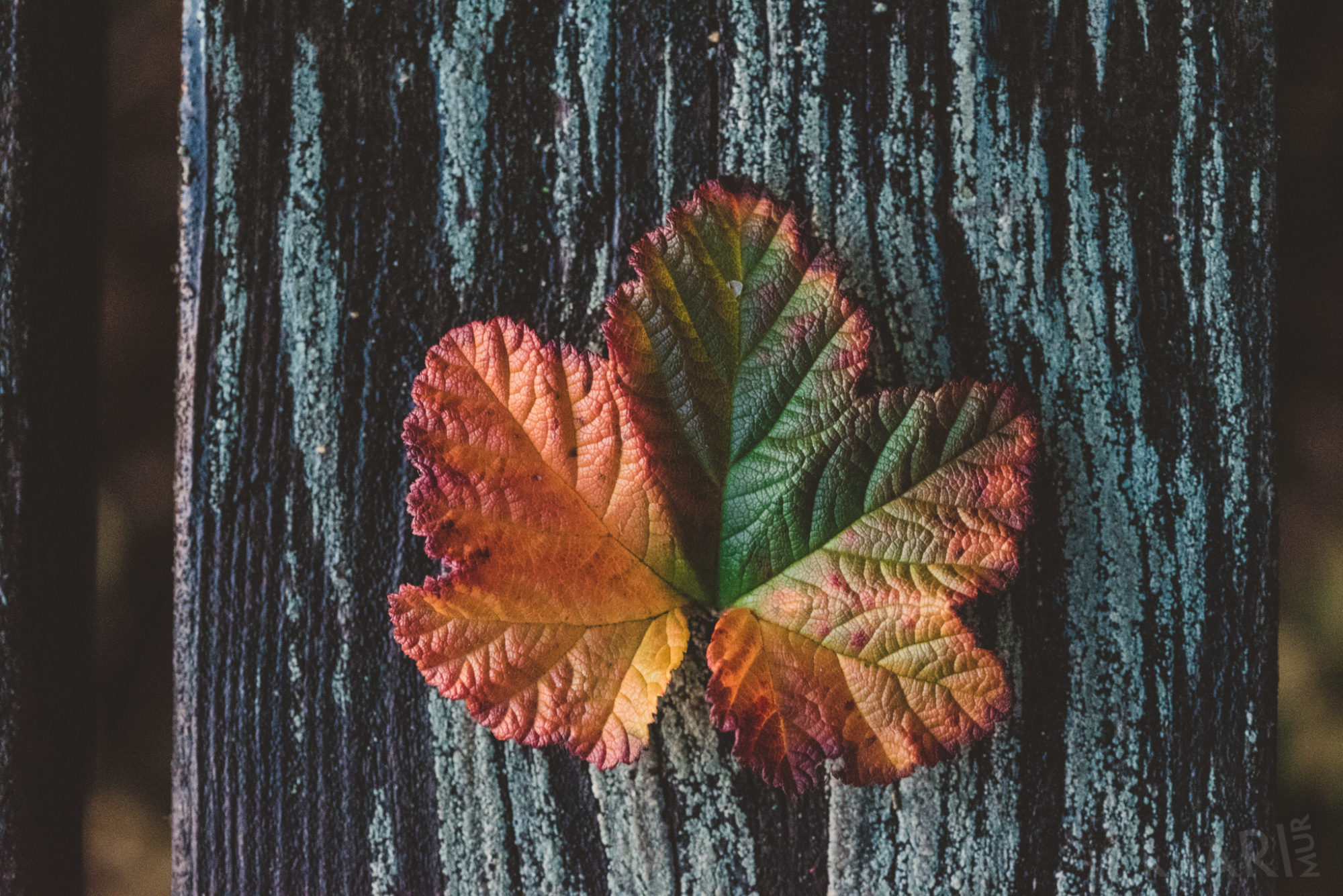 Valokuvaaja: Mari Mur