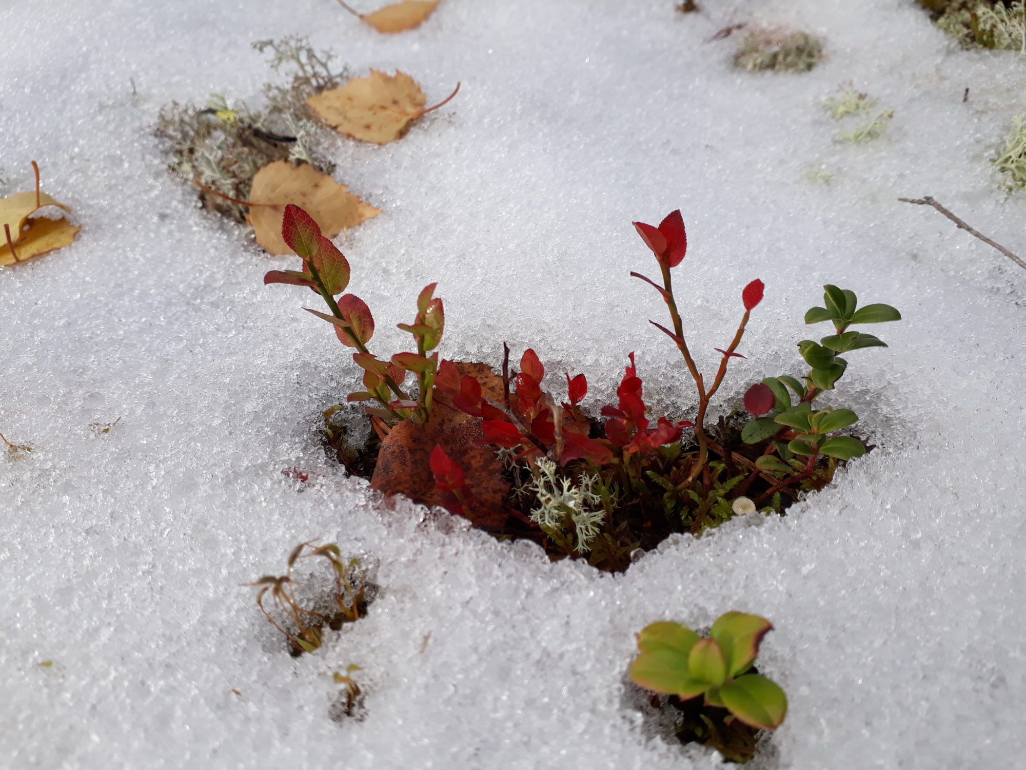 Valokuvaaja: Kaarina Heiskanen