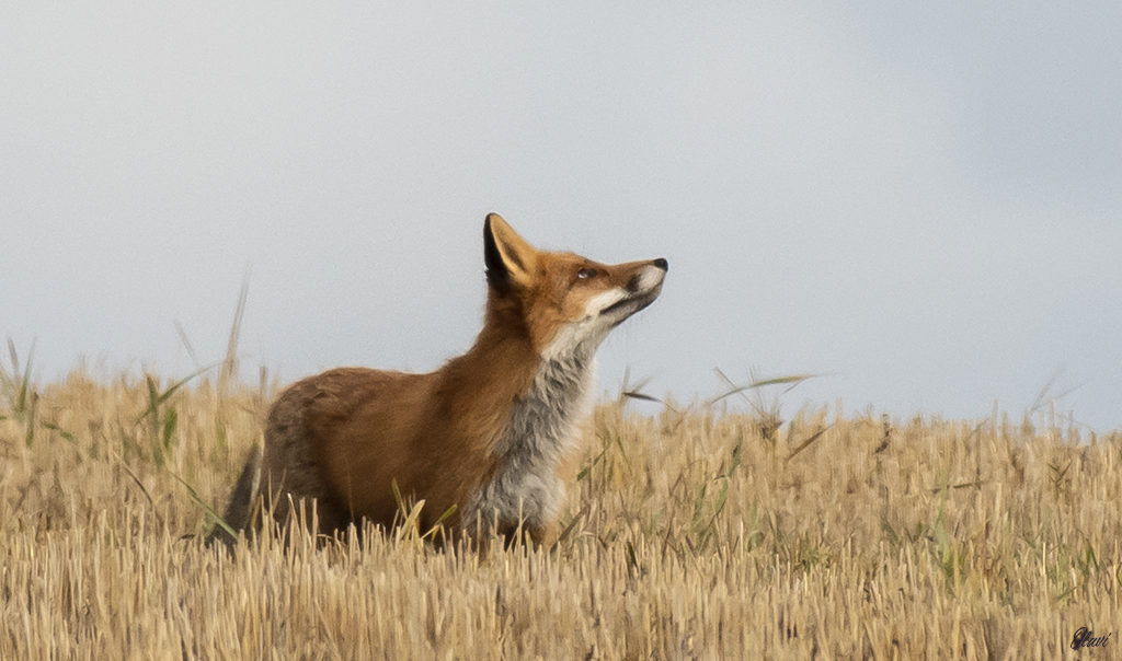 Valokuvaaja: Olavi Kangas