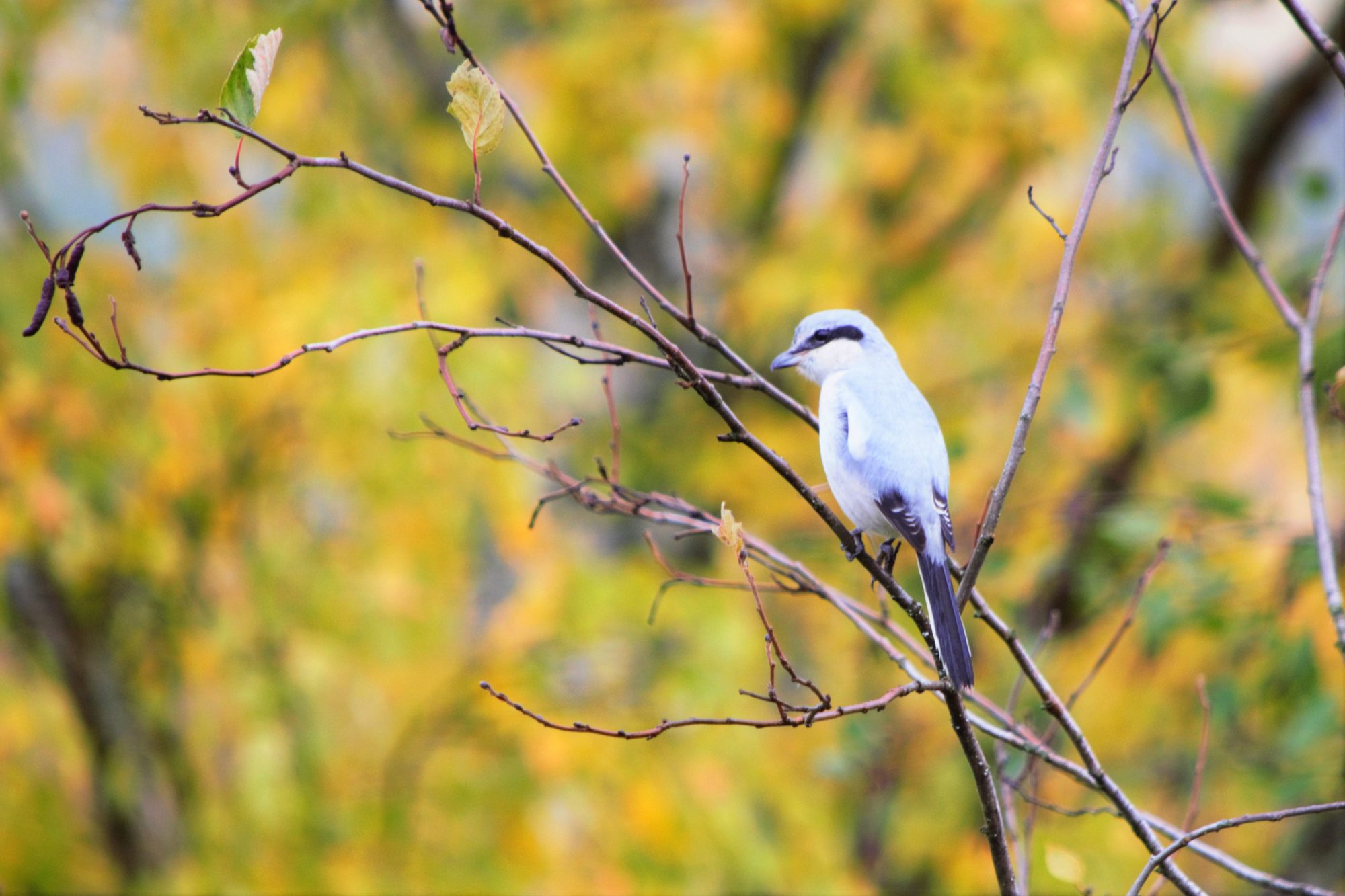 Valokuvaaja: Leena Rissanen Valokuvaaja: Leena Rissanen