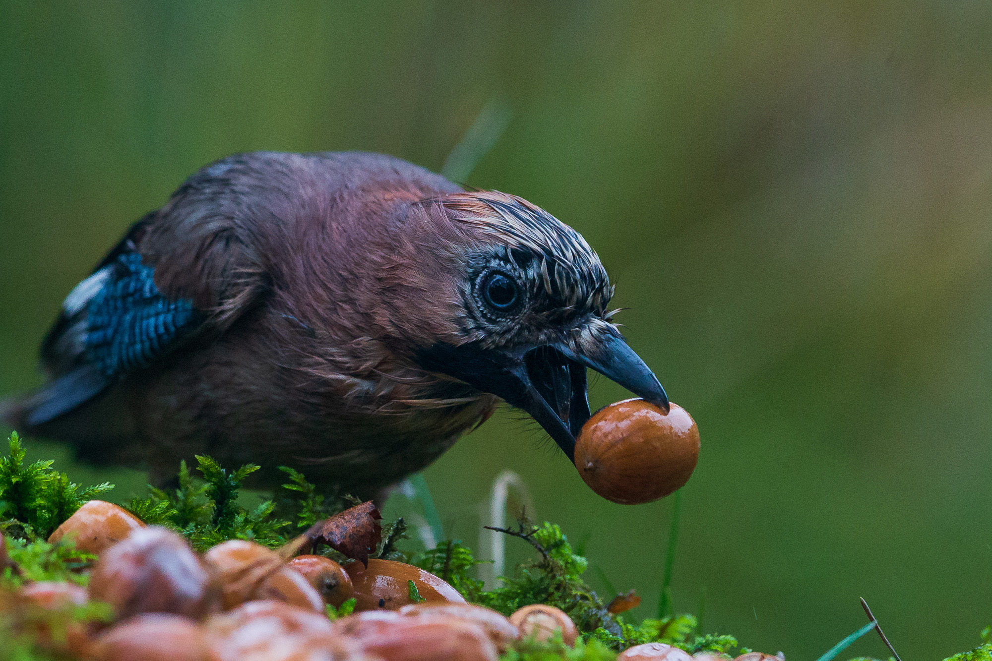 Valokuvaaja: Antti Peltomaa