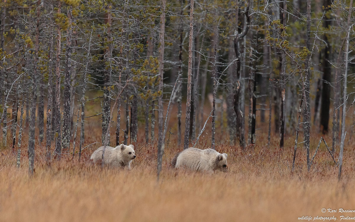 Valokuvaaja: Kari Rossinen