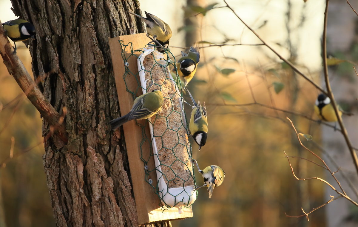 Valokuvaaja: Kari Rossinen