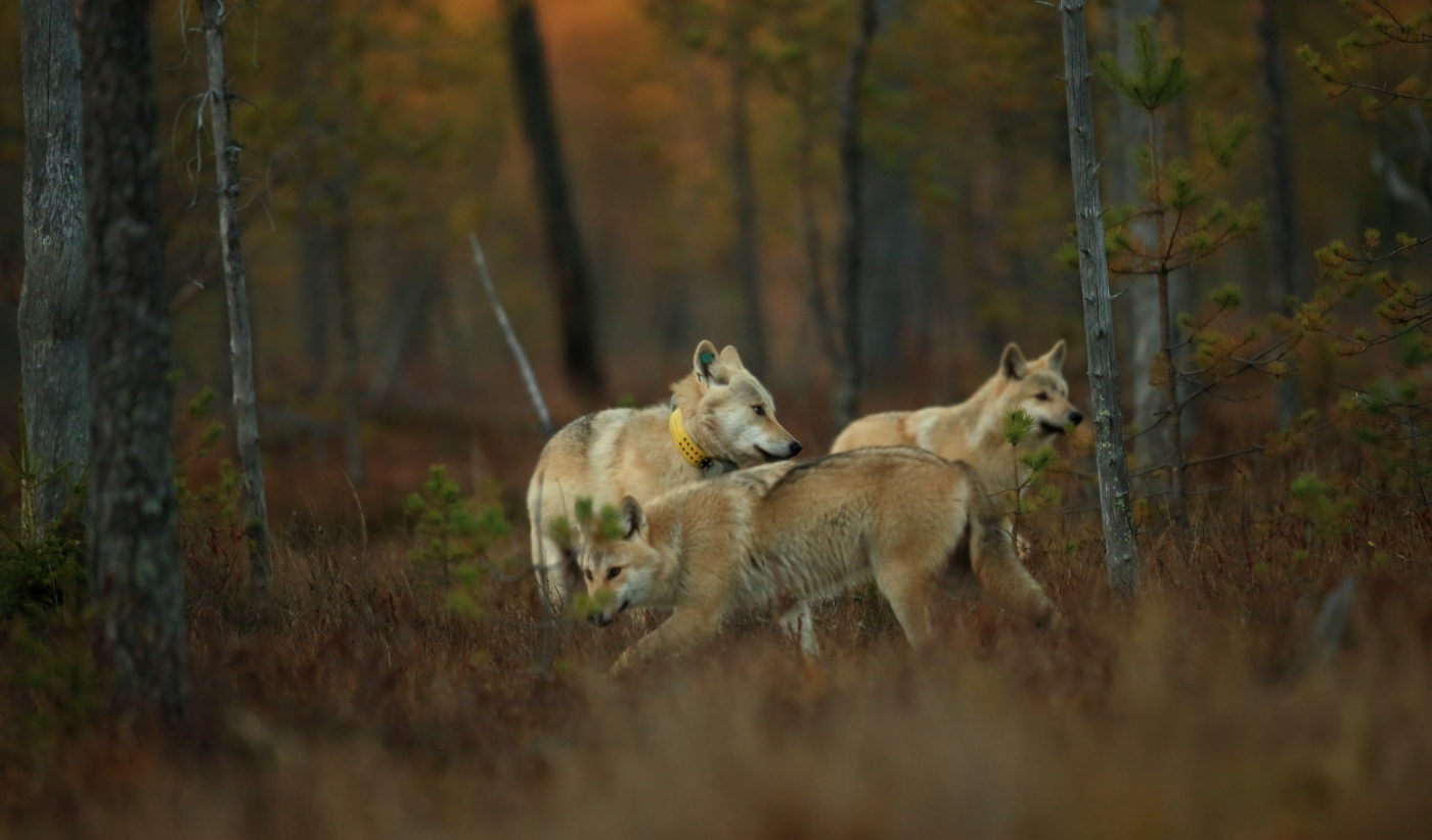 Valokuvaaja: Kari Rossinen