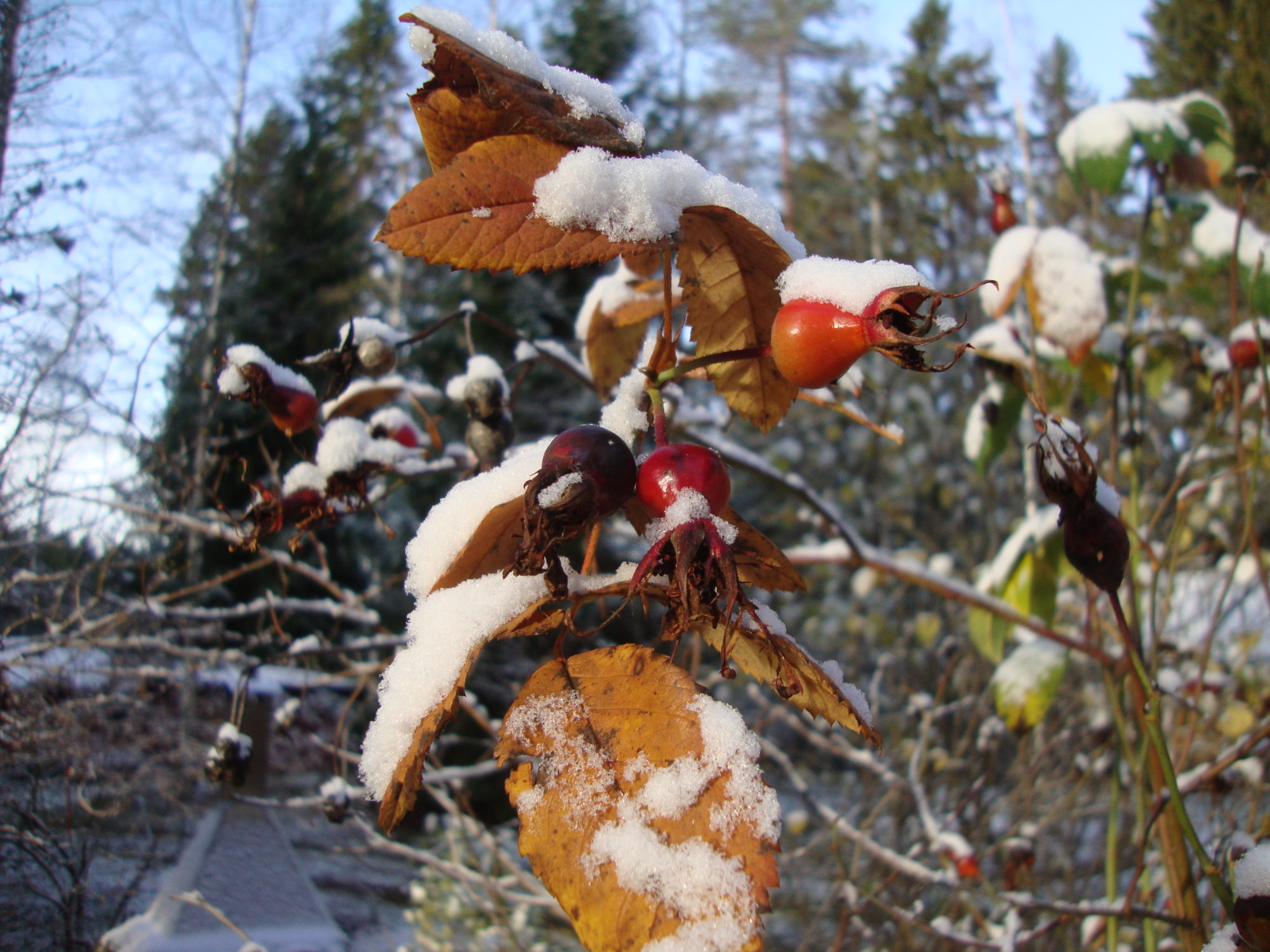 Valokuvaaja: Anja Mustamaa