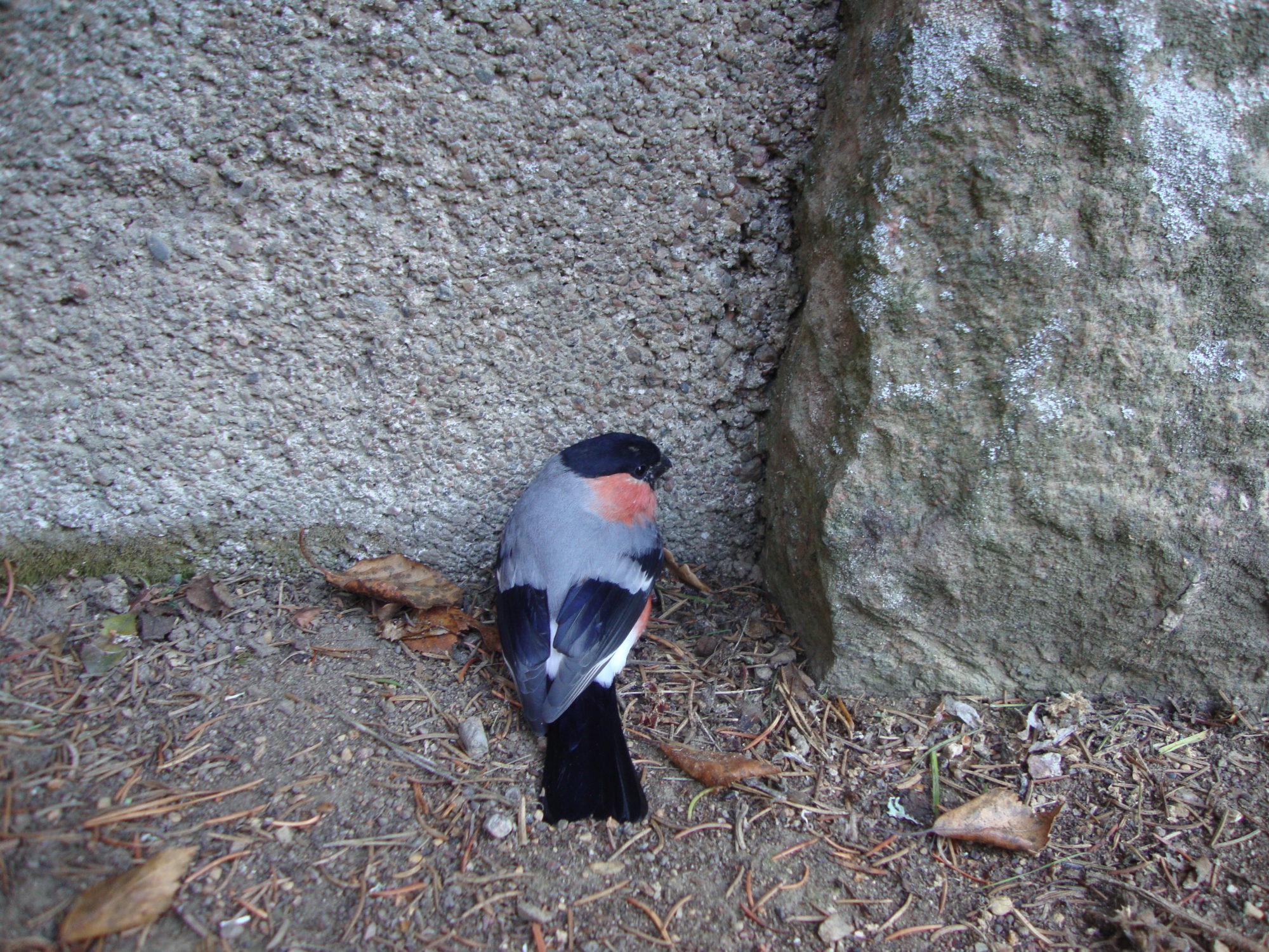 Valokuvaaja: Anja Mustamaa