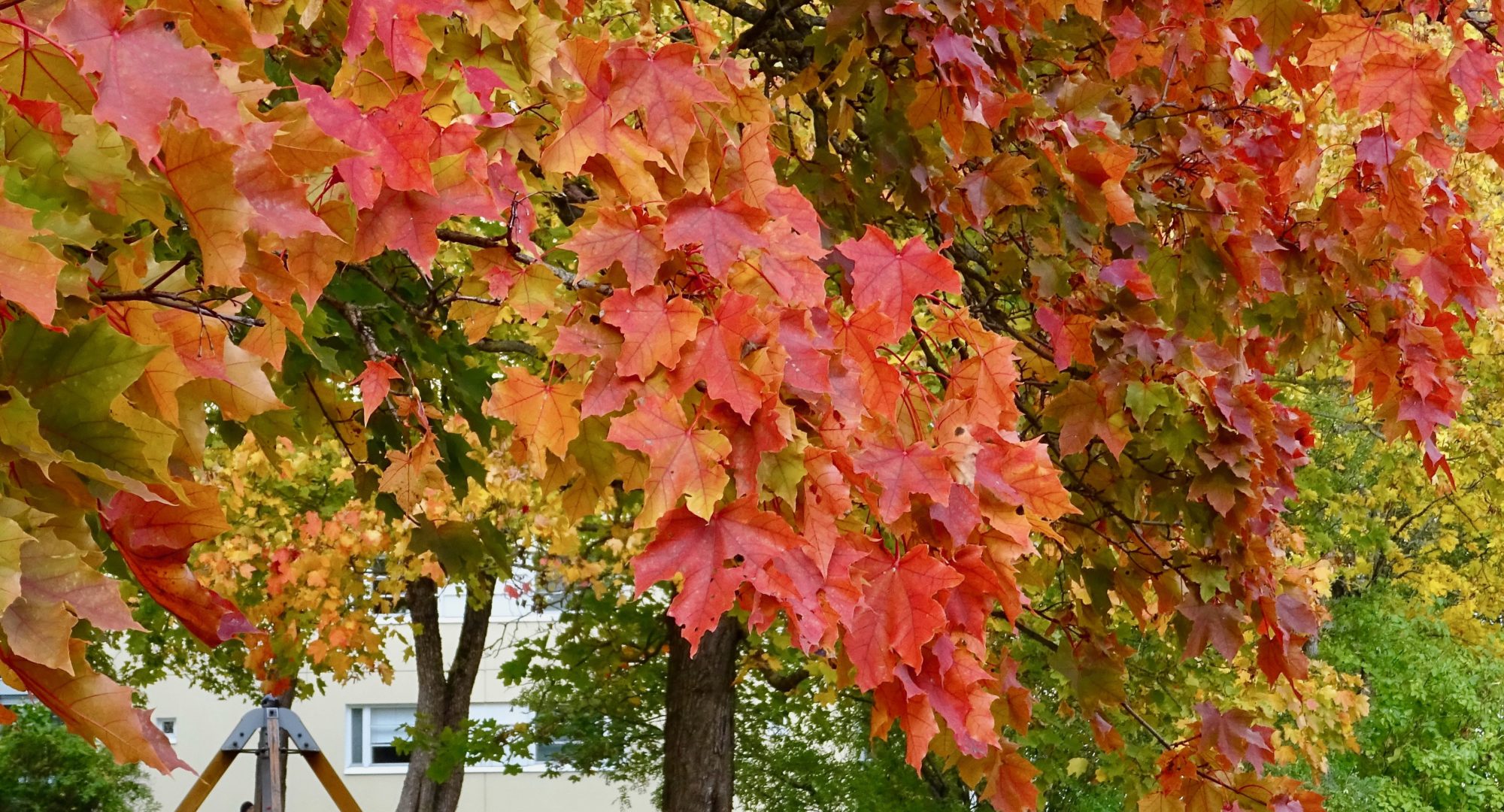 Valokuvaaja: Liisa Niiva-Korpela Valokuvaaja: Liisa Niiva-Korpela