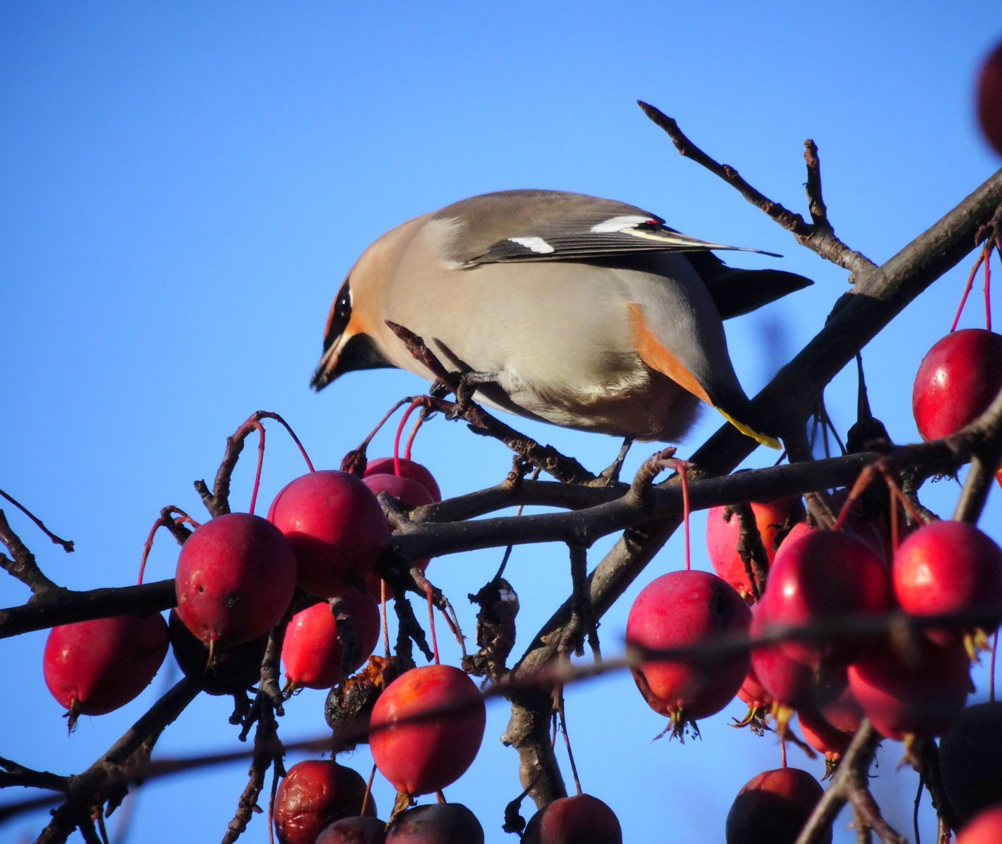 Valokuvaaja: Irja Lehtinen