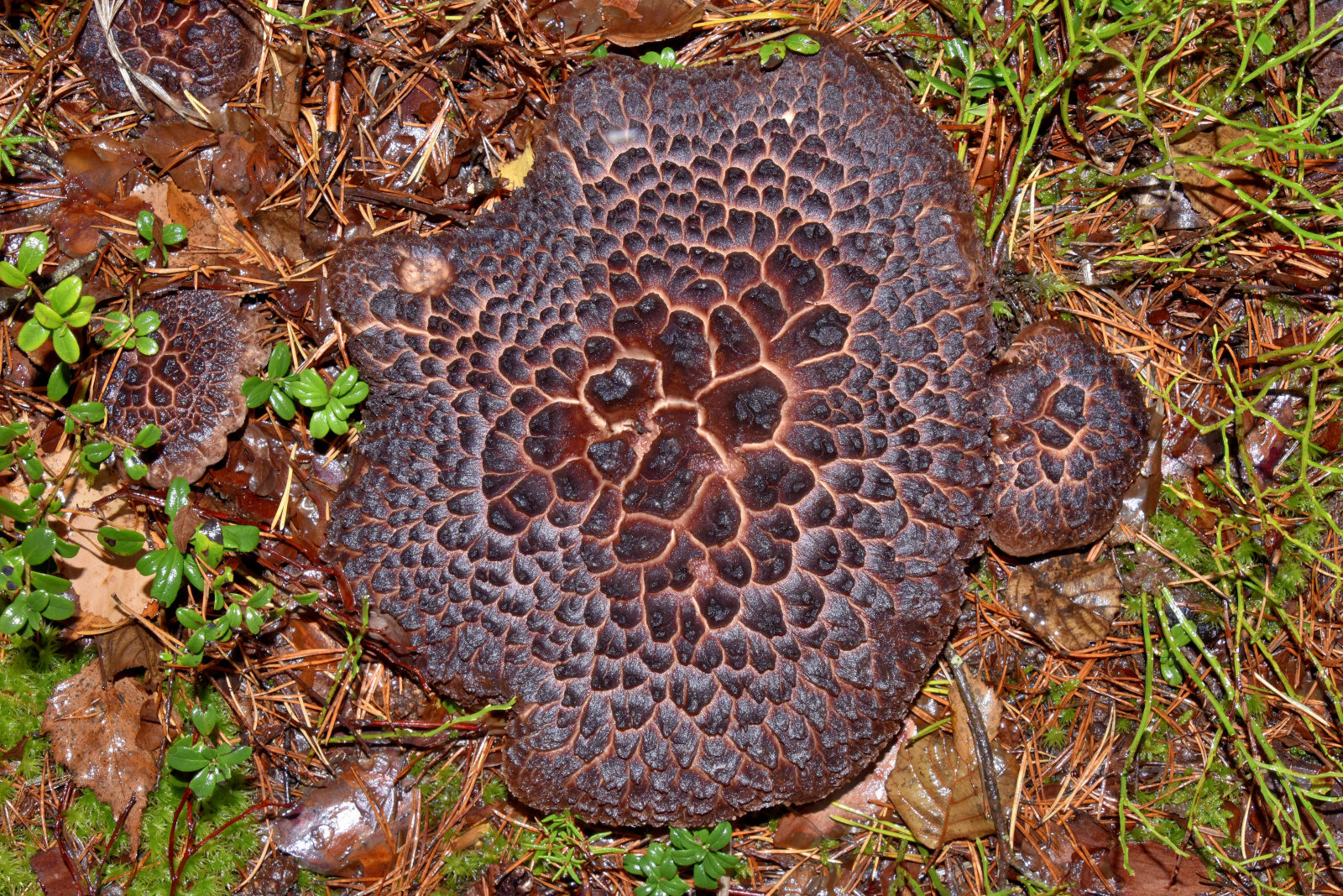 Valokuvaaja: Reijo Juurinen