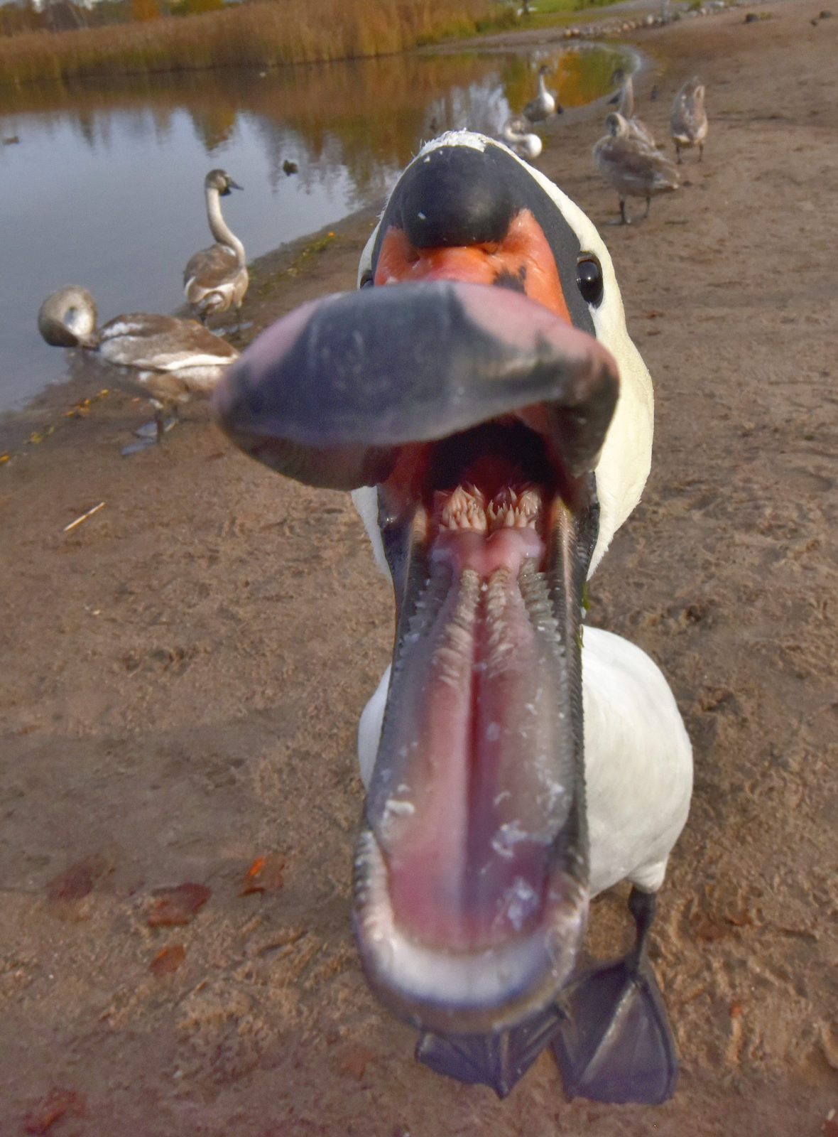 Valokuvaaja: Reijo Juurinen Valokuvaaja: Reijo Juurinen