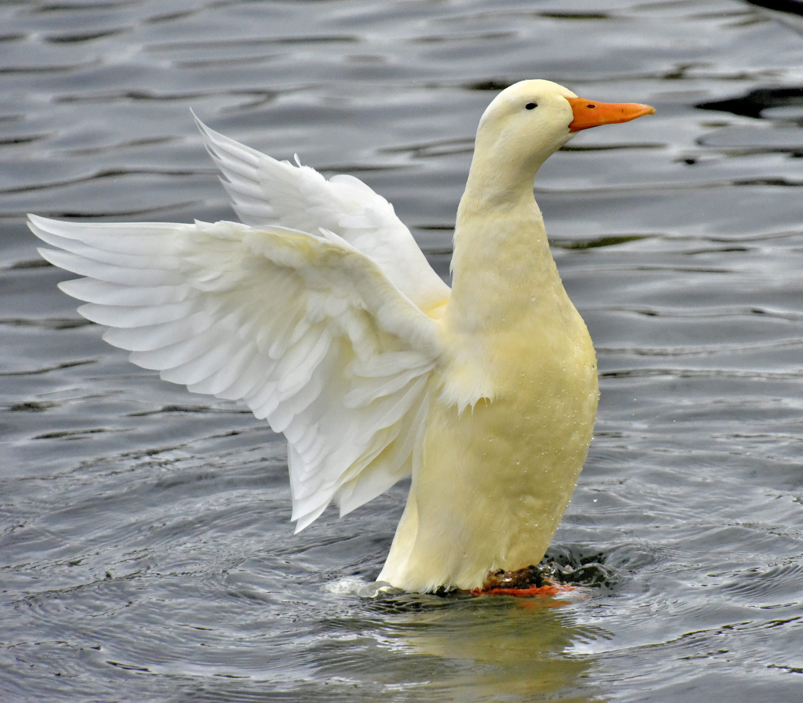 Valokuvaaja: Reijo Juurinen