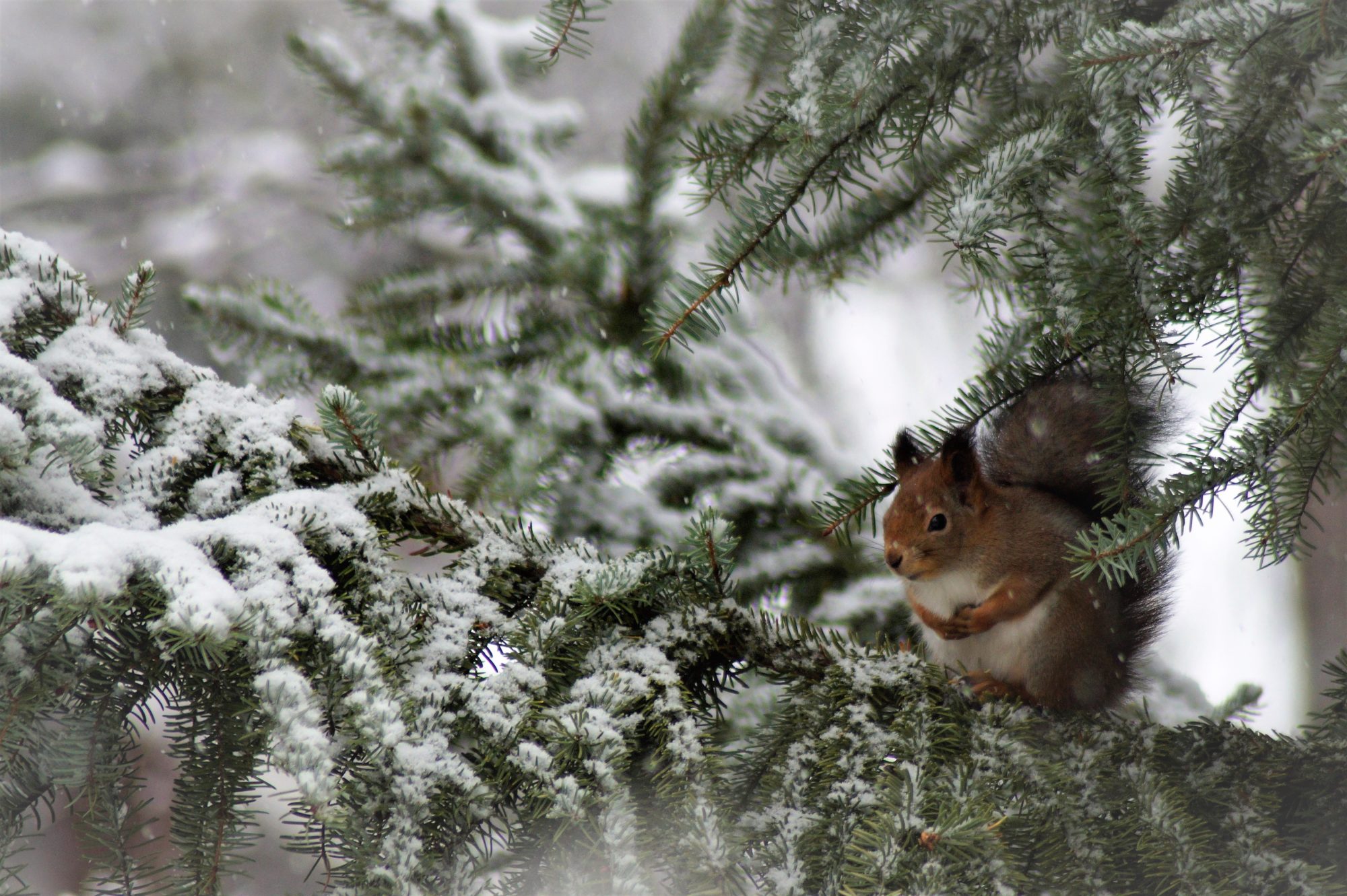 Valokuvaaja: Maarit Siitonen Valokuvaaja: Maarit Siitonen