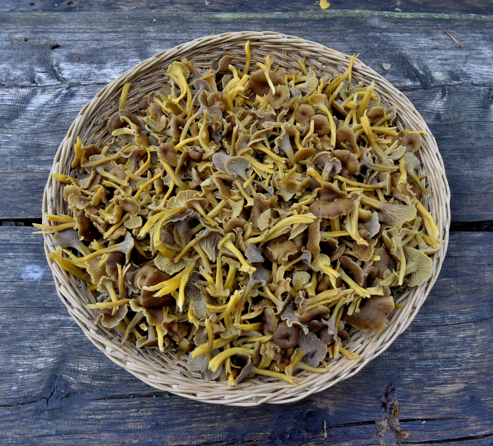 Valokuvaaja: Reijo Juurinen Valokuvaaja: Reijo Juurinen