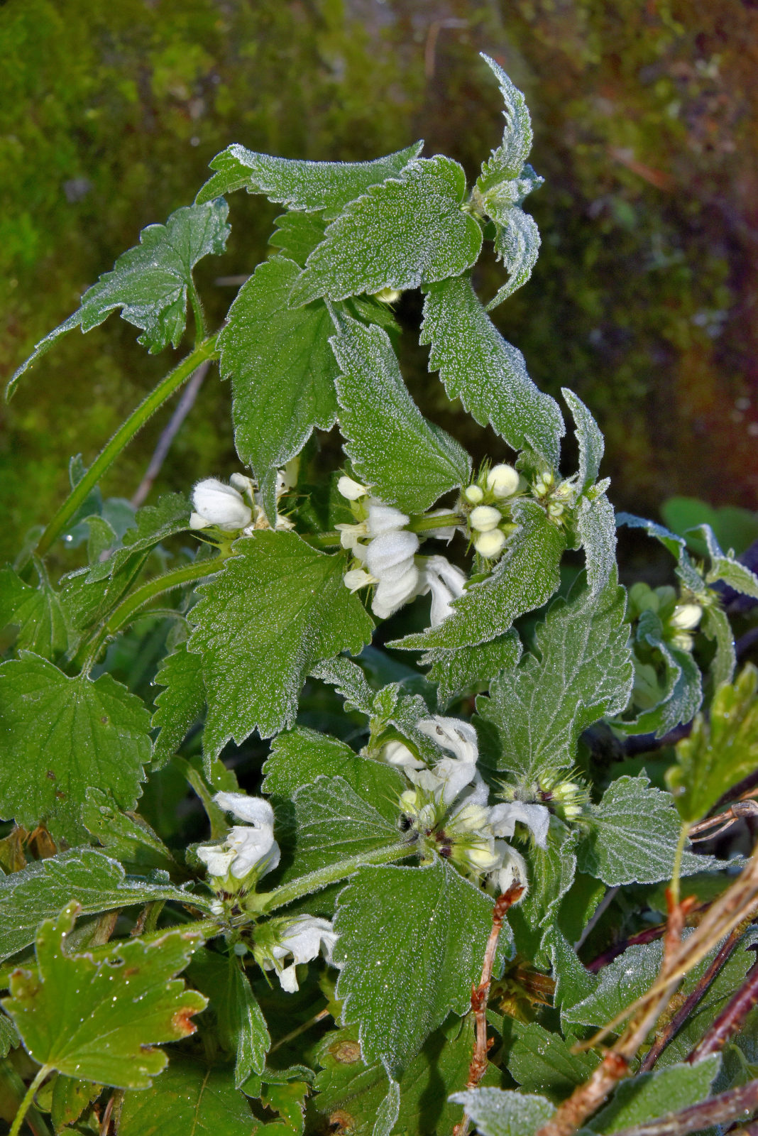 Valokuvaaja: Reijo Juurinen