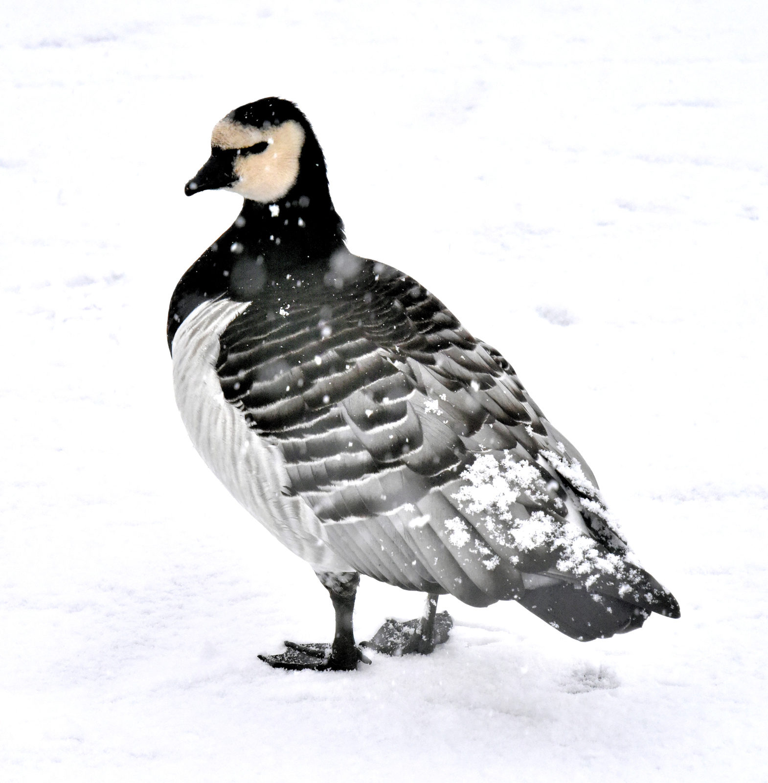 Valokuvaaja: Reijo Juurinen