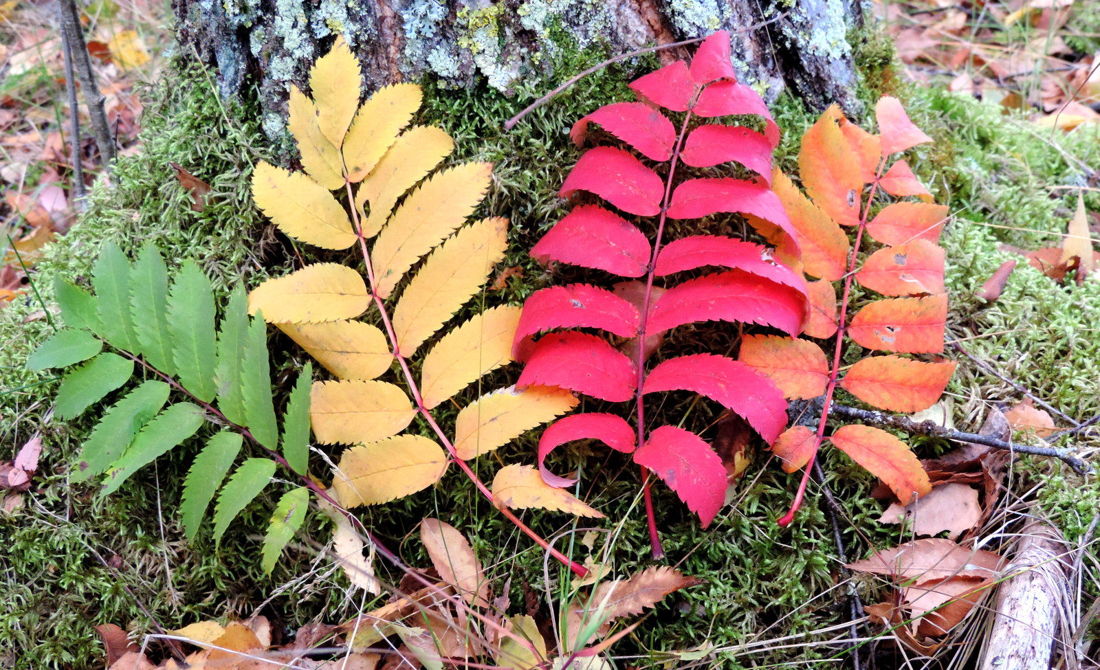 Valokuvaaja: Helena Sytelä