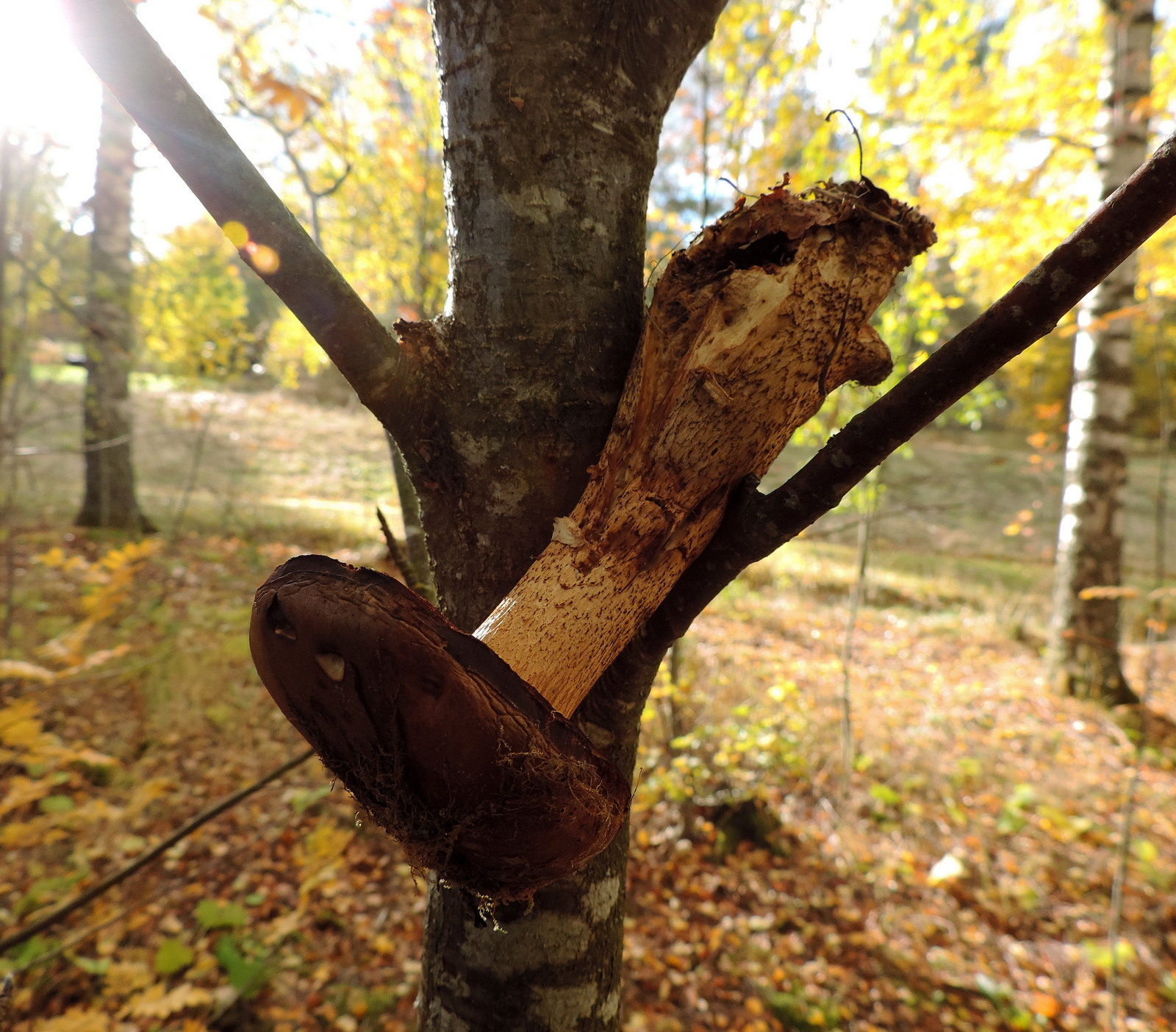 Valokuvaaja: Helena Sytelä