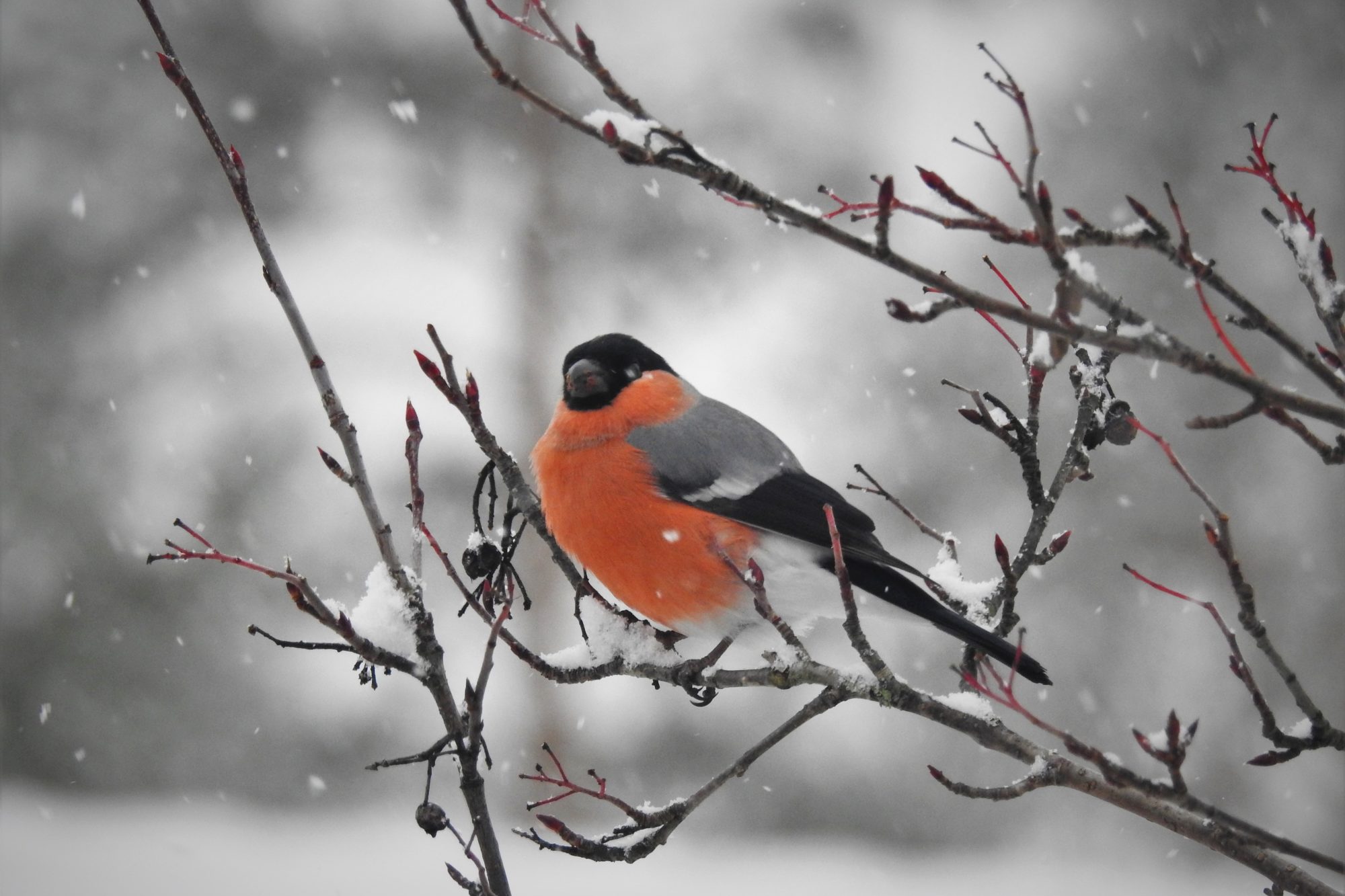 Valokuvaaja: Maarit Siitonen Valokuvaaja: Maarit Siitonen