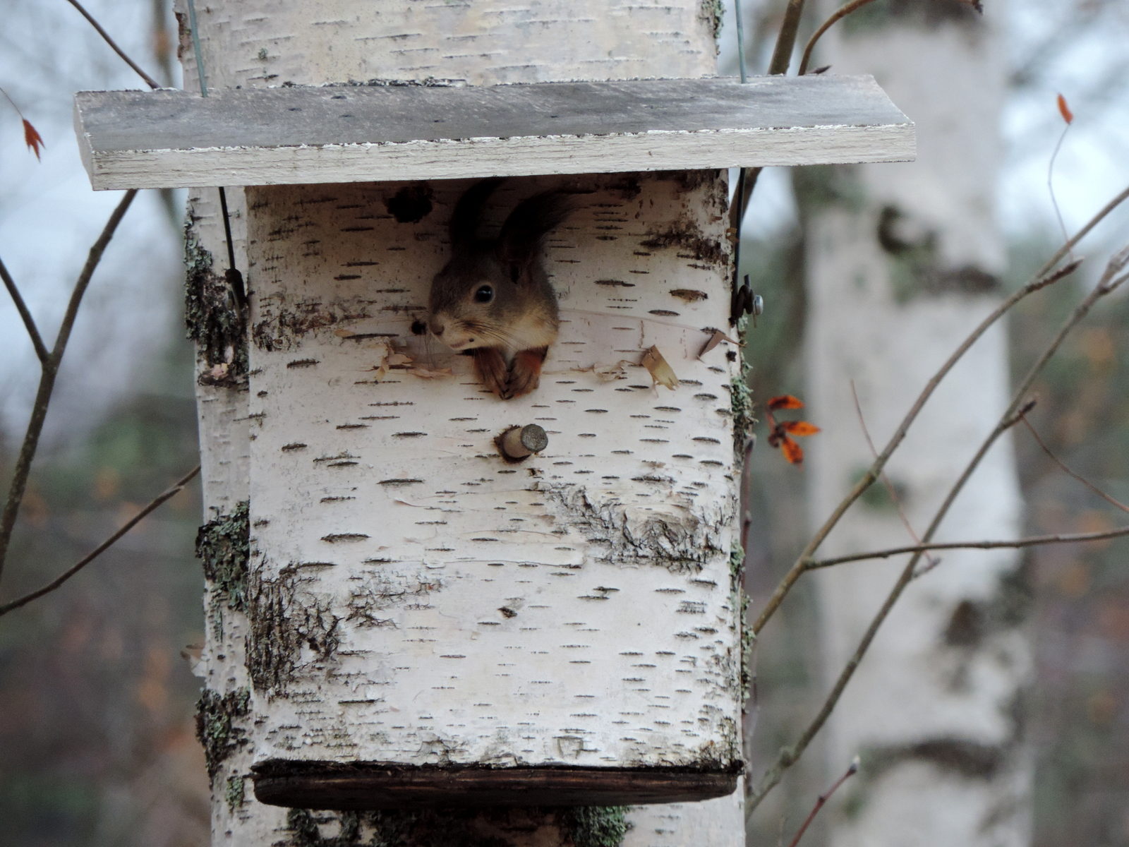 Valokuvaaja: Helena Sytelä