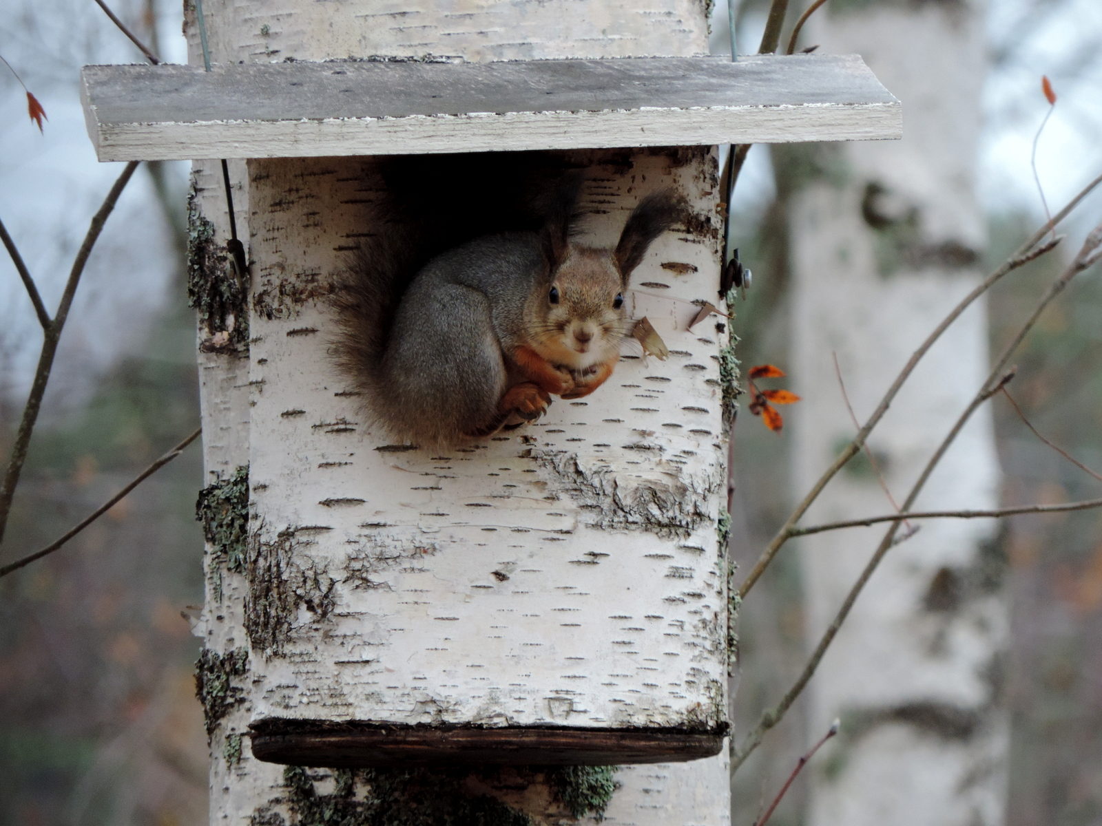 Valokuvaaja: Helena Sytelä