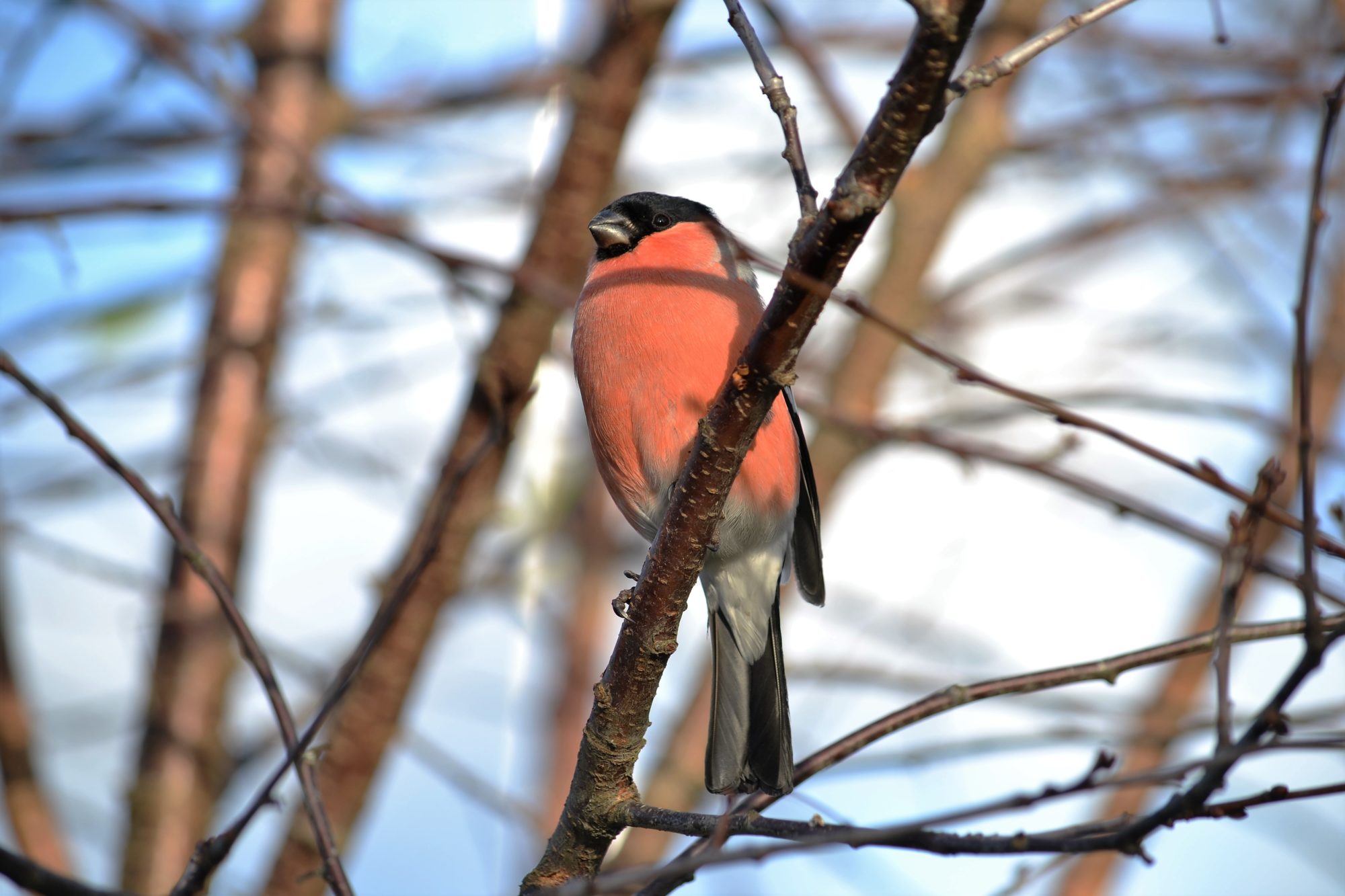 Valokuvaaja: satu välimaa