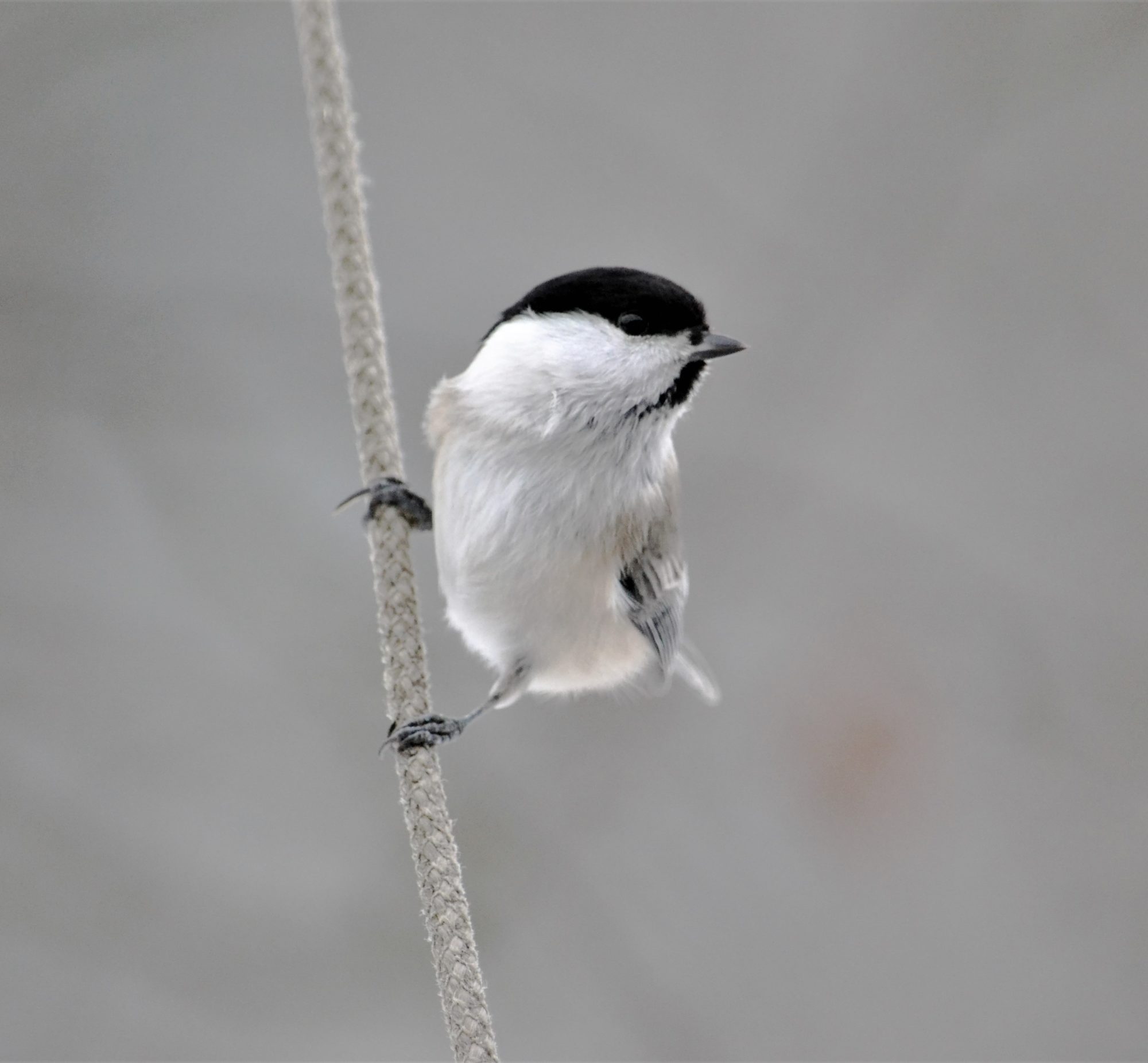 Valokuvaaja: satu välimaa Valokuvaaja: satu välimaa