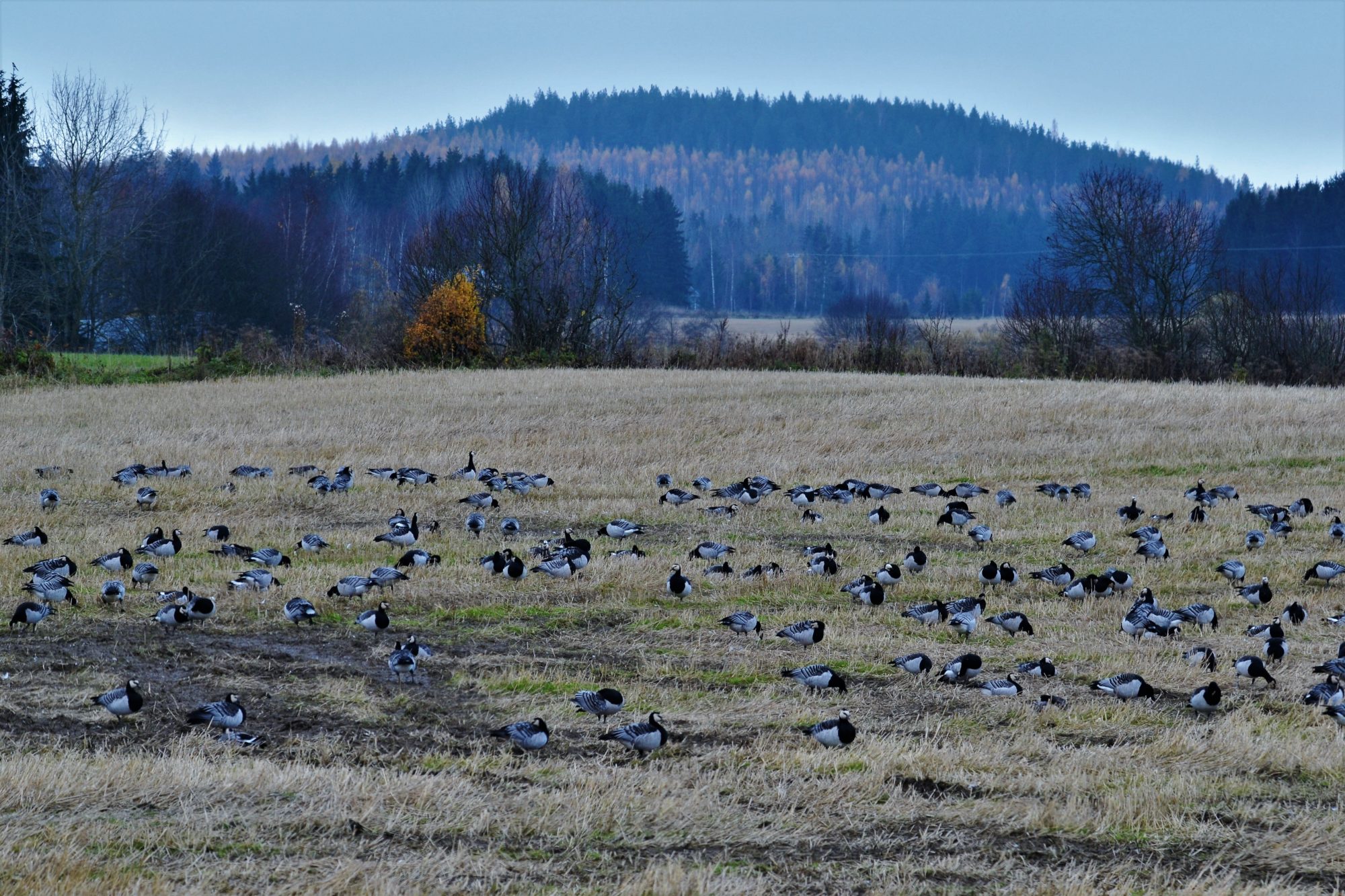 Valokuvaaja: satu välimaa Valokuvaaja: satu välimaa