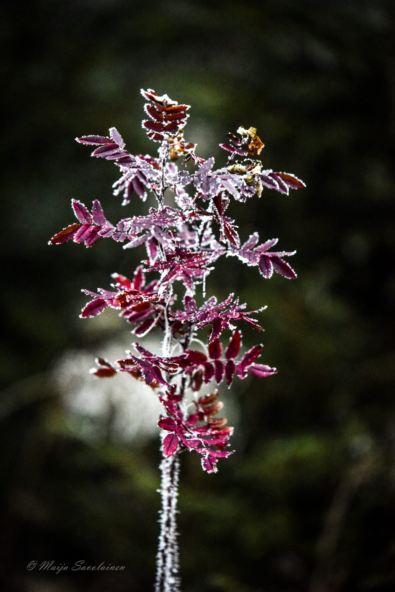 Valokuvaaja: Maija Savolainen