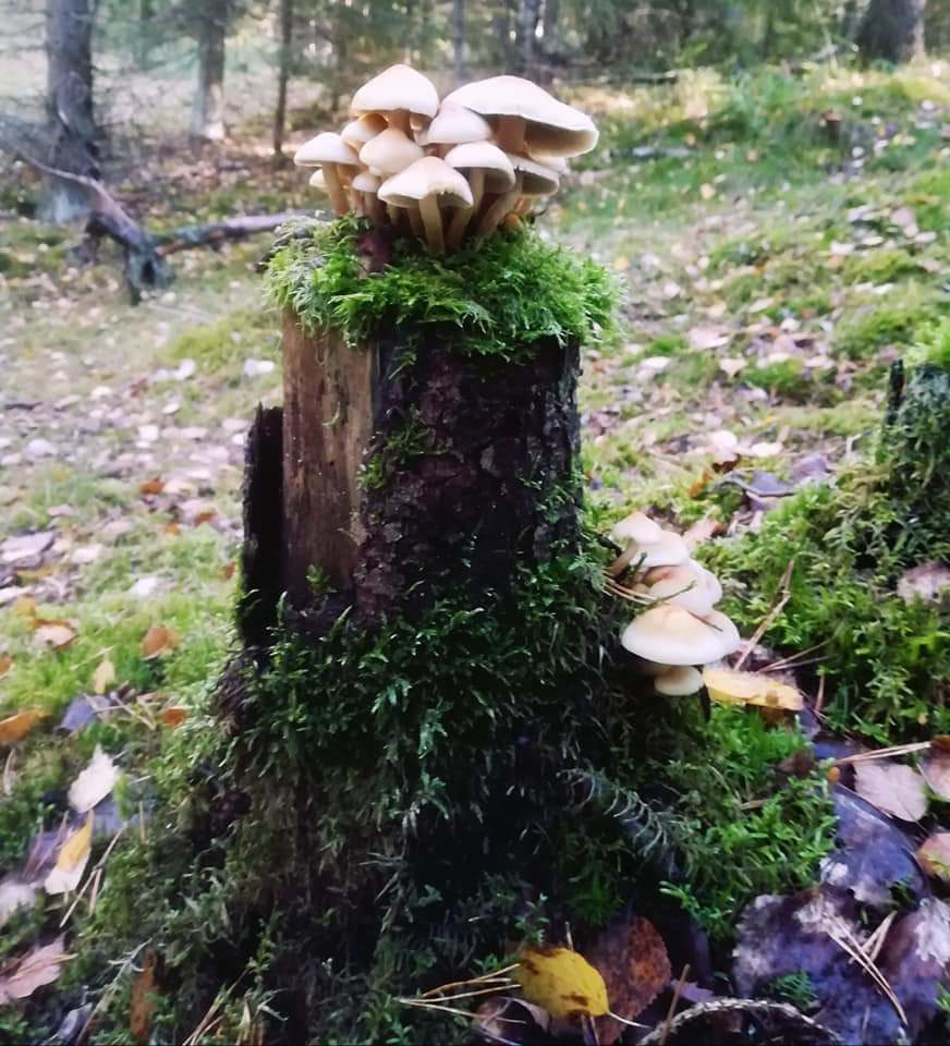 Valokuvaaja: Antonino